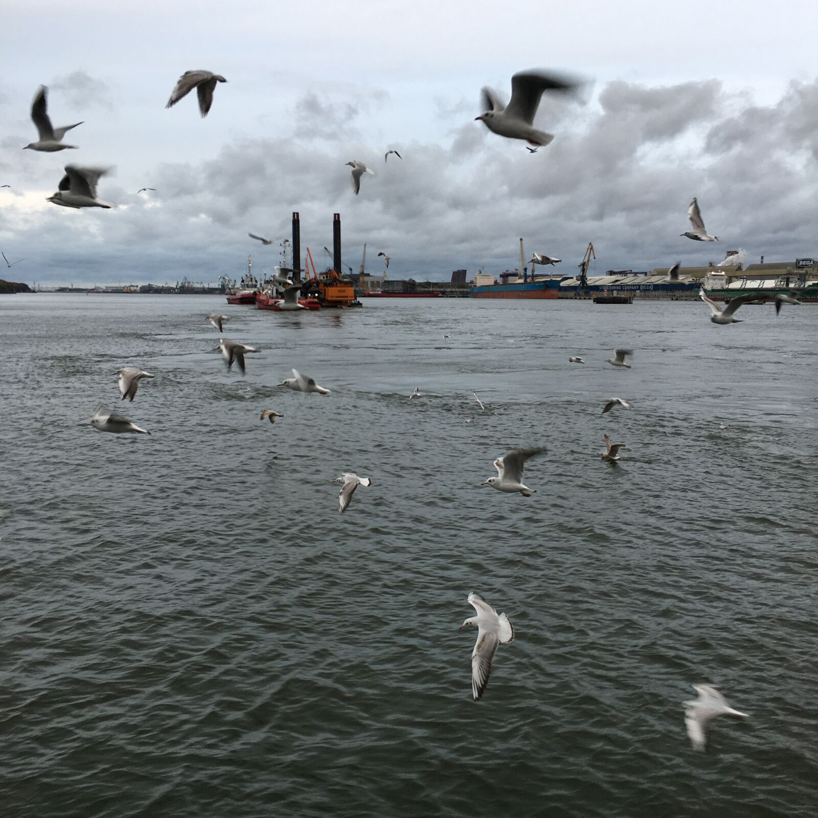 iPhone 6s Plus back camera 4.15mm f/2.2 sample photo. Sea gulls, curonian spit photography