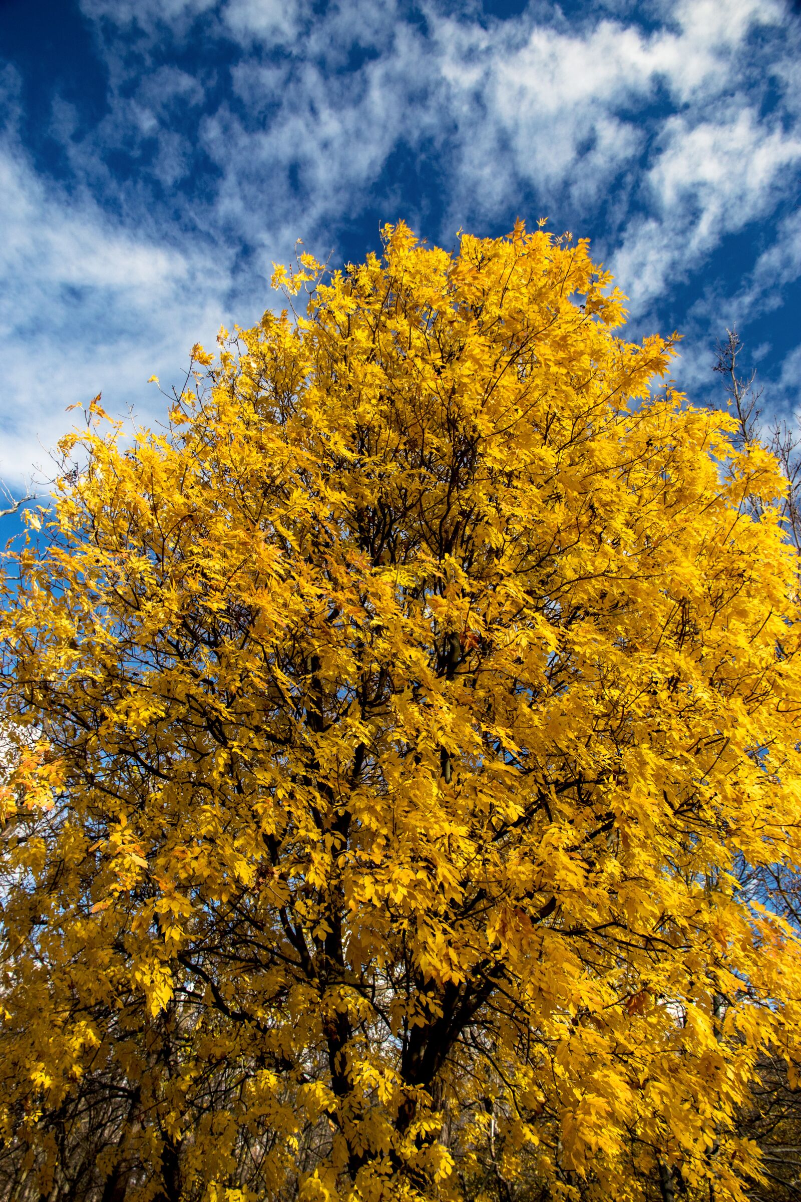 Canon EOS 70D + Canon EF-S 15-85mm F3.5-5.6 IS USM sample photo. Tree, nature, autumn photography