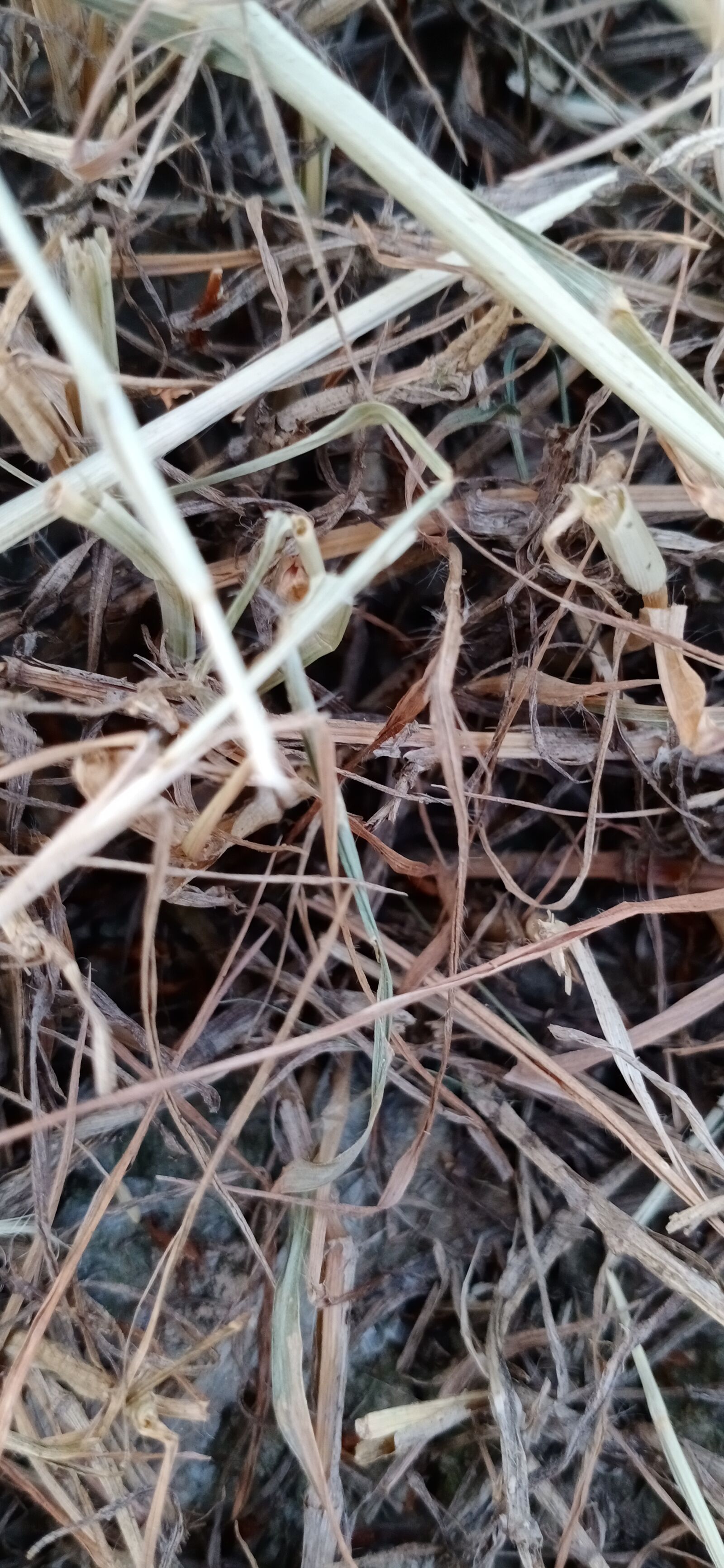 vivo 1907_19 sample photo. Grass, brown grass, natural photography