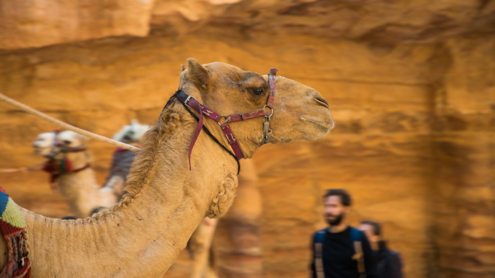 Nikon D5300 sample photo. Petra, dromedary, jordan photography