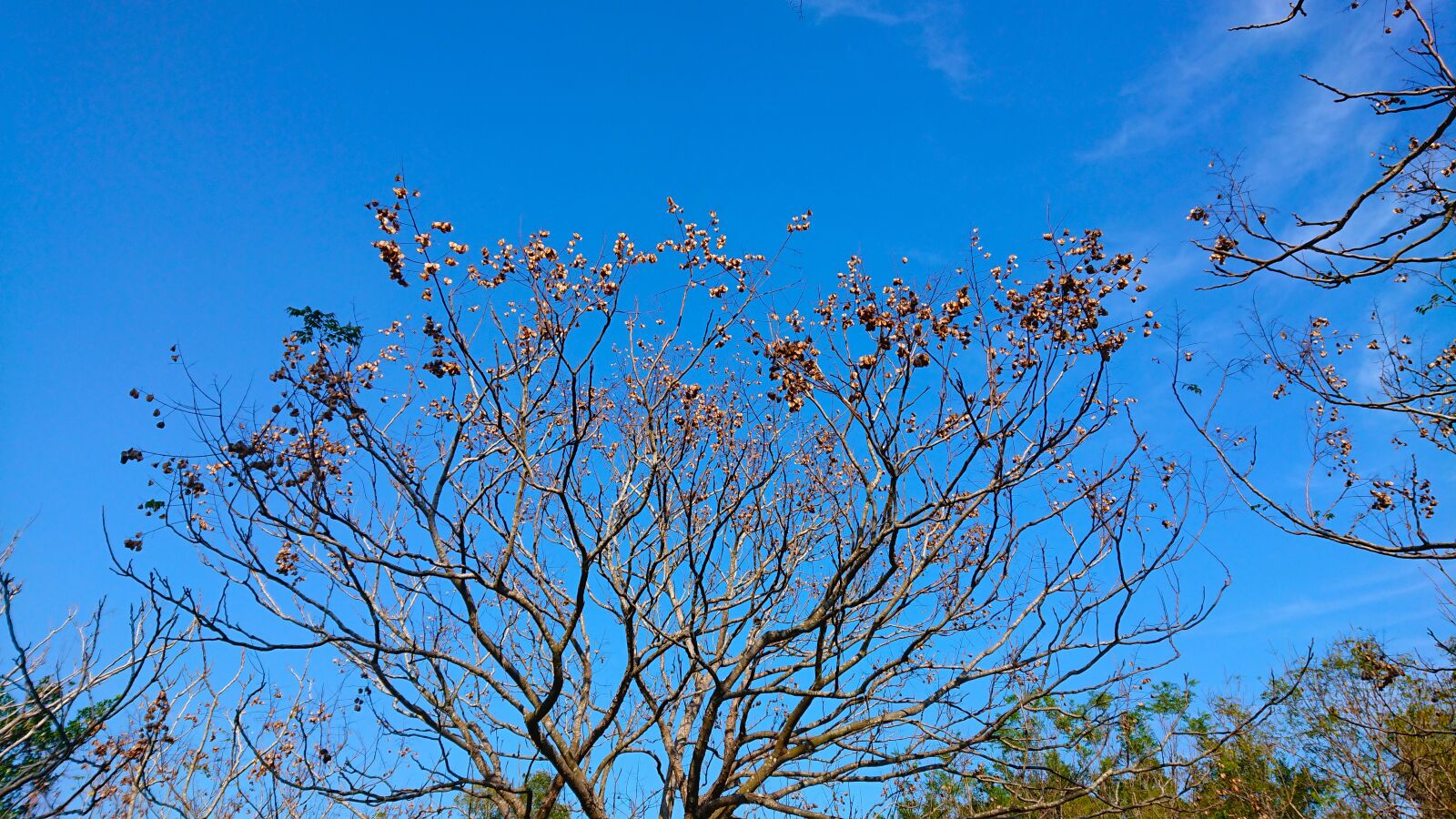 Sony Xperia XZ Premium sample photo. 枯枝, 八里, 天空 photography