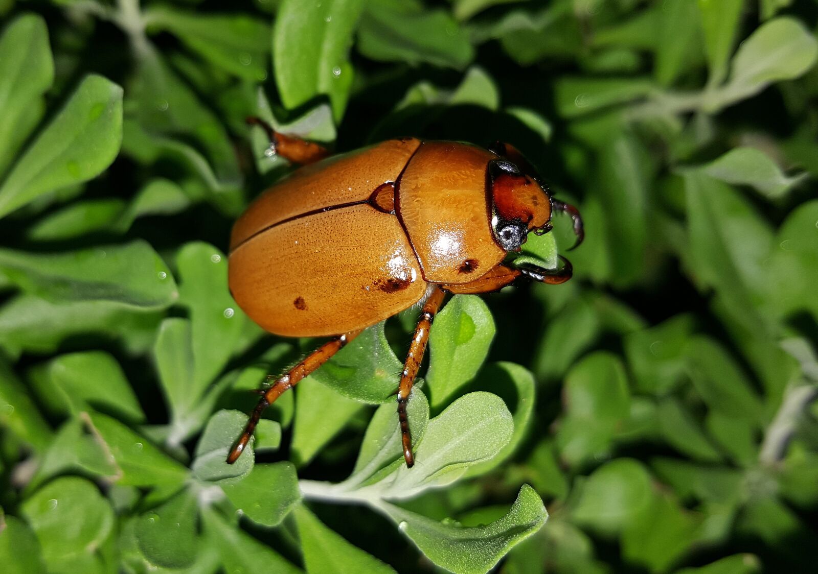 Samsung Galaxy Note5 sample photo. Beetle, grapevine beetle, spotted photography