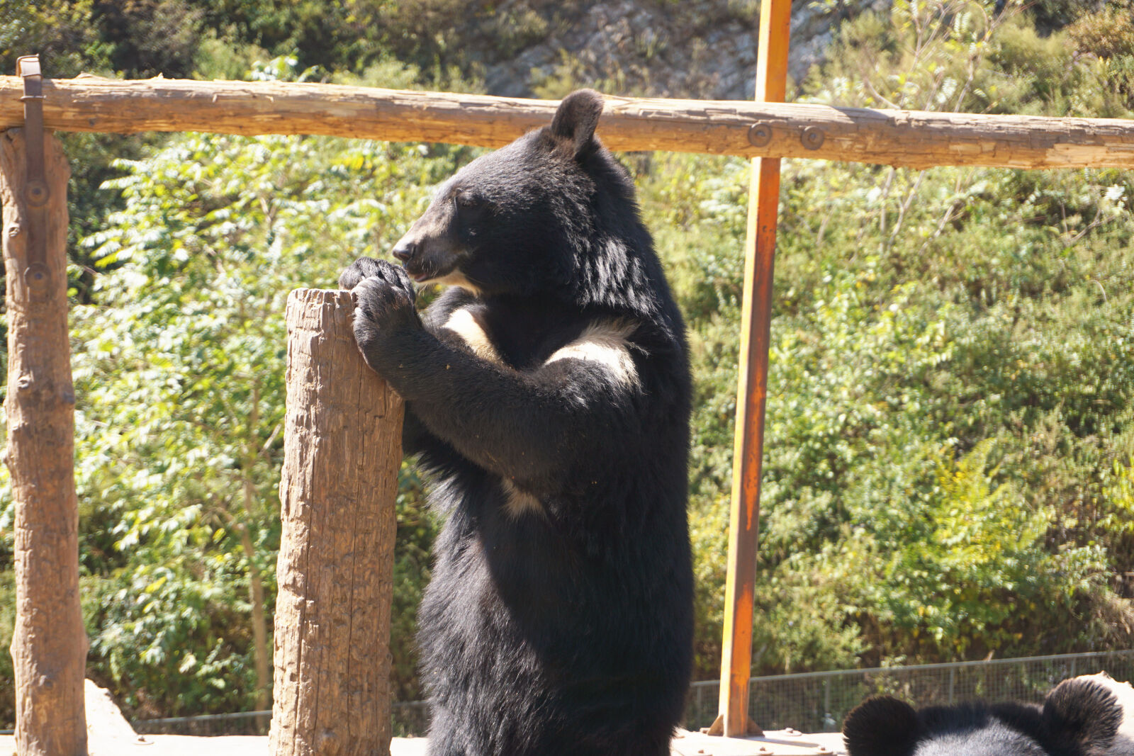 Sony E 16-50mm F3.5-5.6 PZ OSS sample photo. Animal, bear, zoo photography