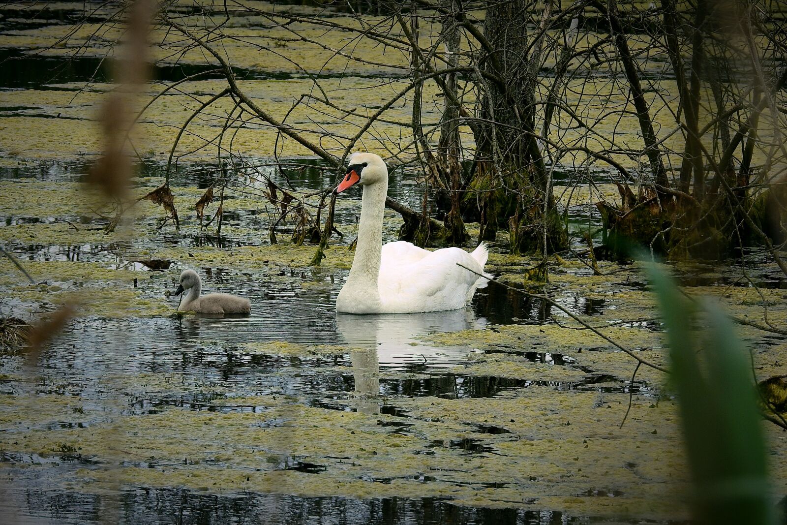 Nikon Coolpix P900 sample photo. Swans, female with young photography
