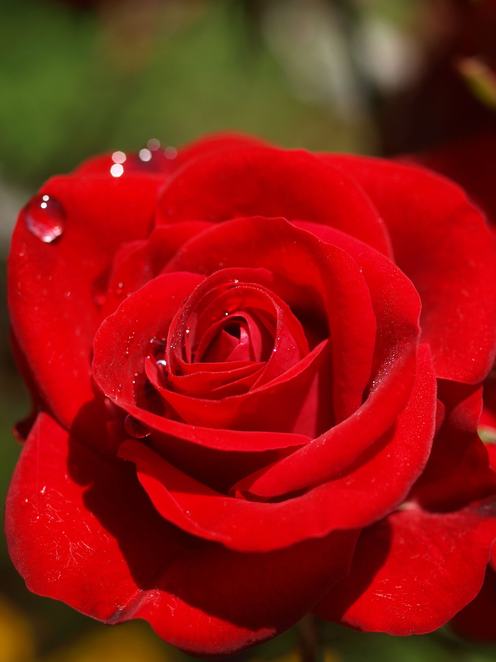 Olympus E-510 (EVOLT E-510) sample photo. Rose, flower, petal photography