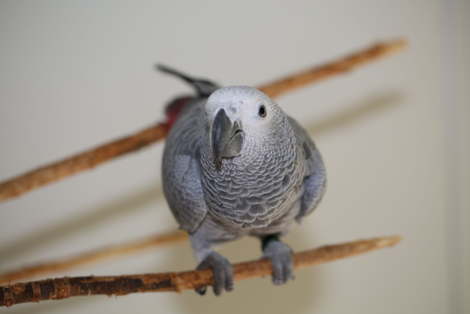 Canon EF 100mm F2.8L Macro IS USM sample photo. Parrot, african grey parrot photography