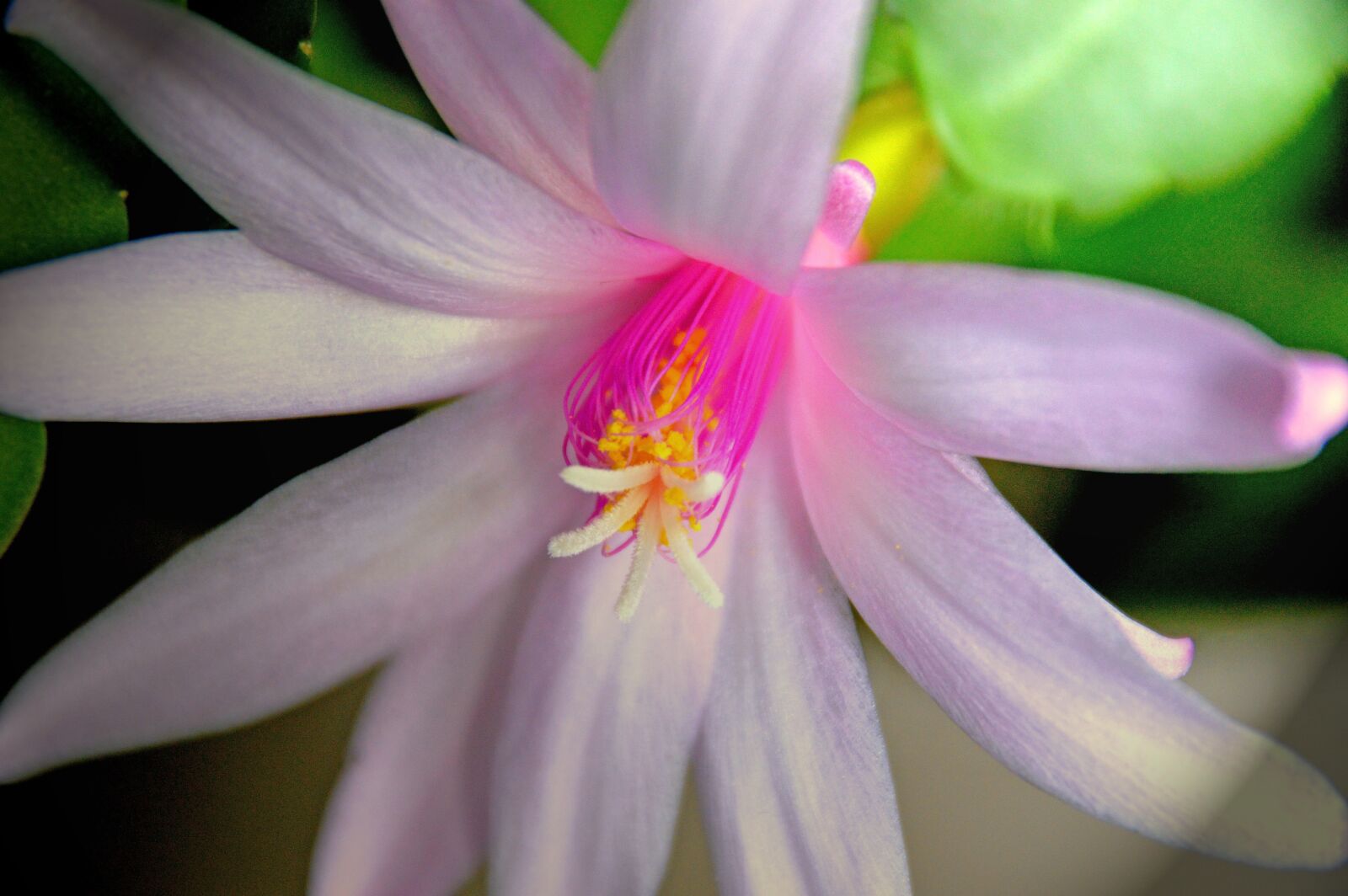 Nikon D3200 sample photo. Gliederkaktus, weihnachtskaktus, kakteen photography