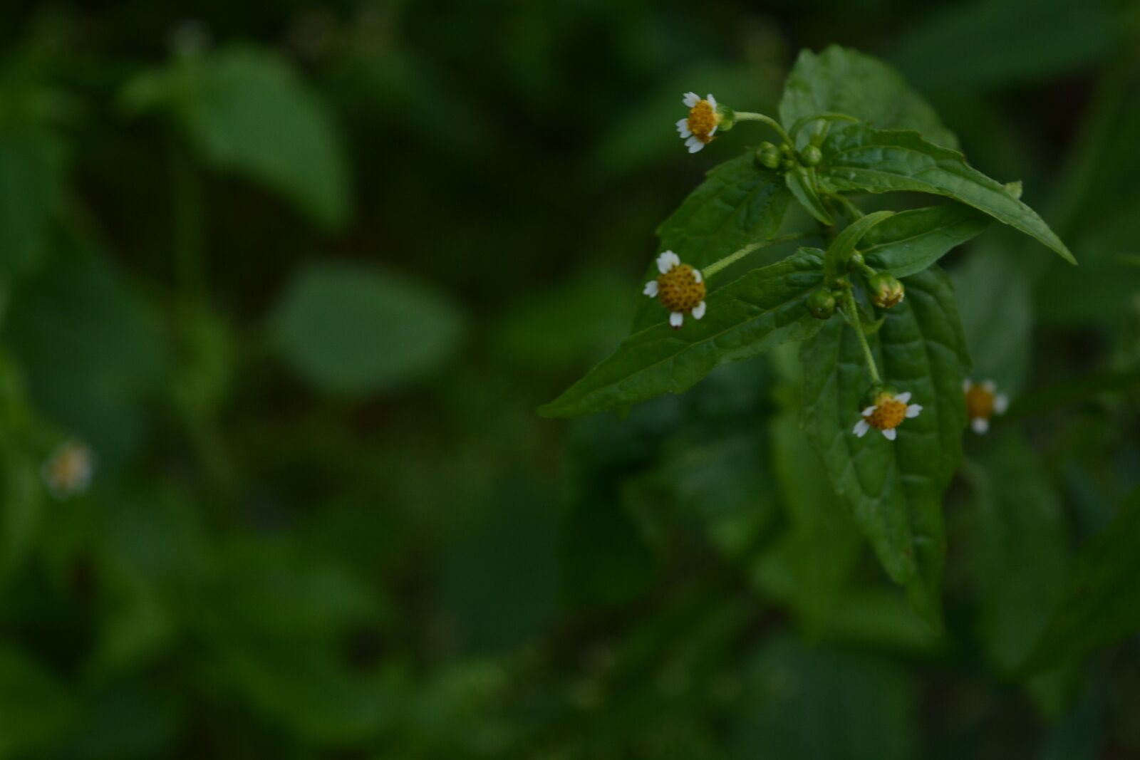 Nikon D5200 sample photo. Tree, trees, nature photography