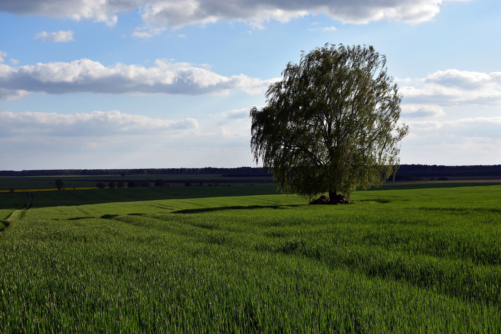 Nikon D3400 sample photo. Spring, field, cereals photography