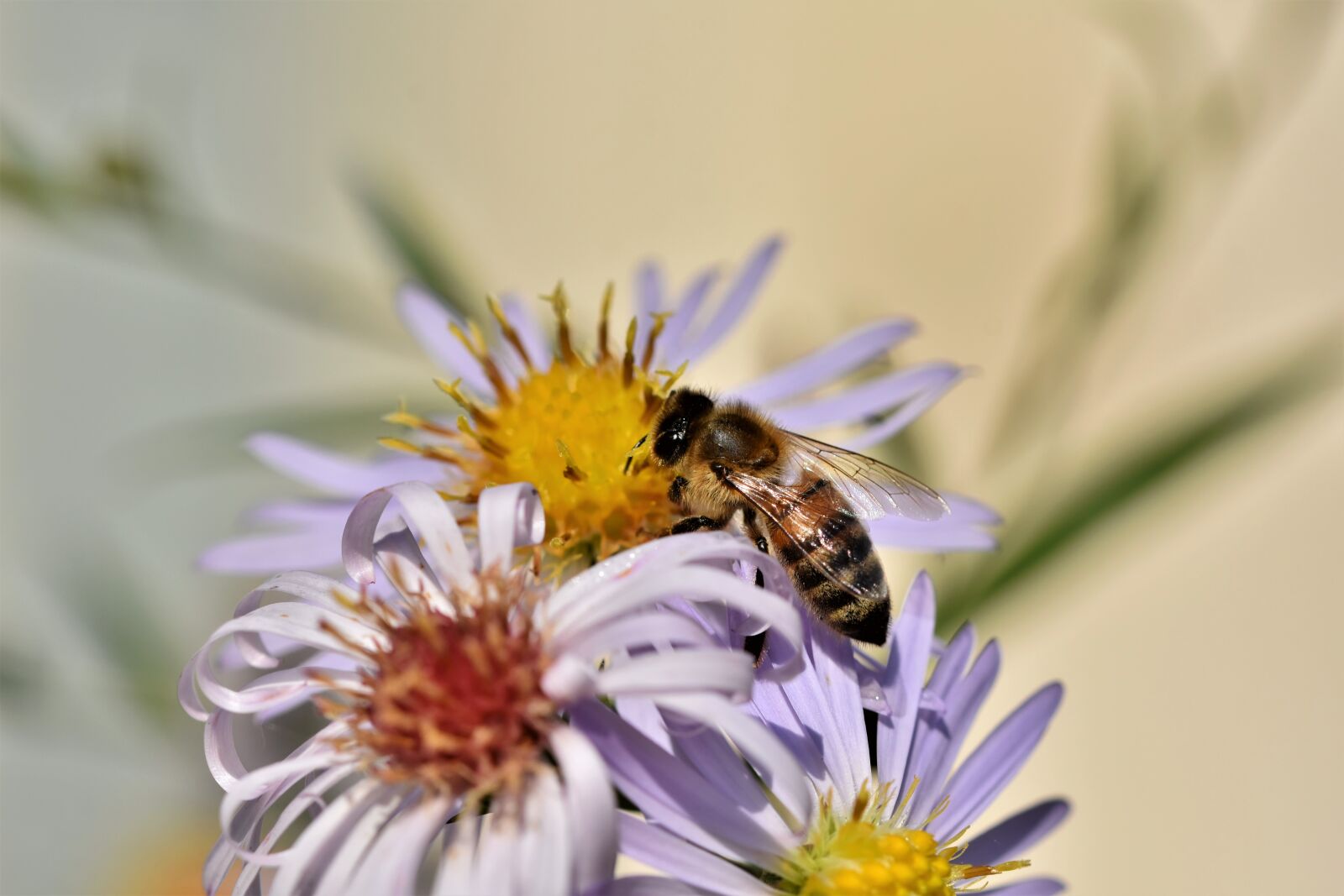 Nikon D7200 sample photo. Bee, honey bee, insect photography
