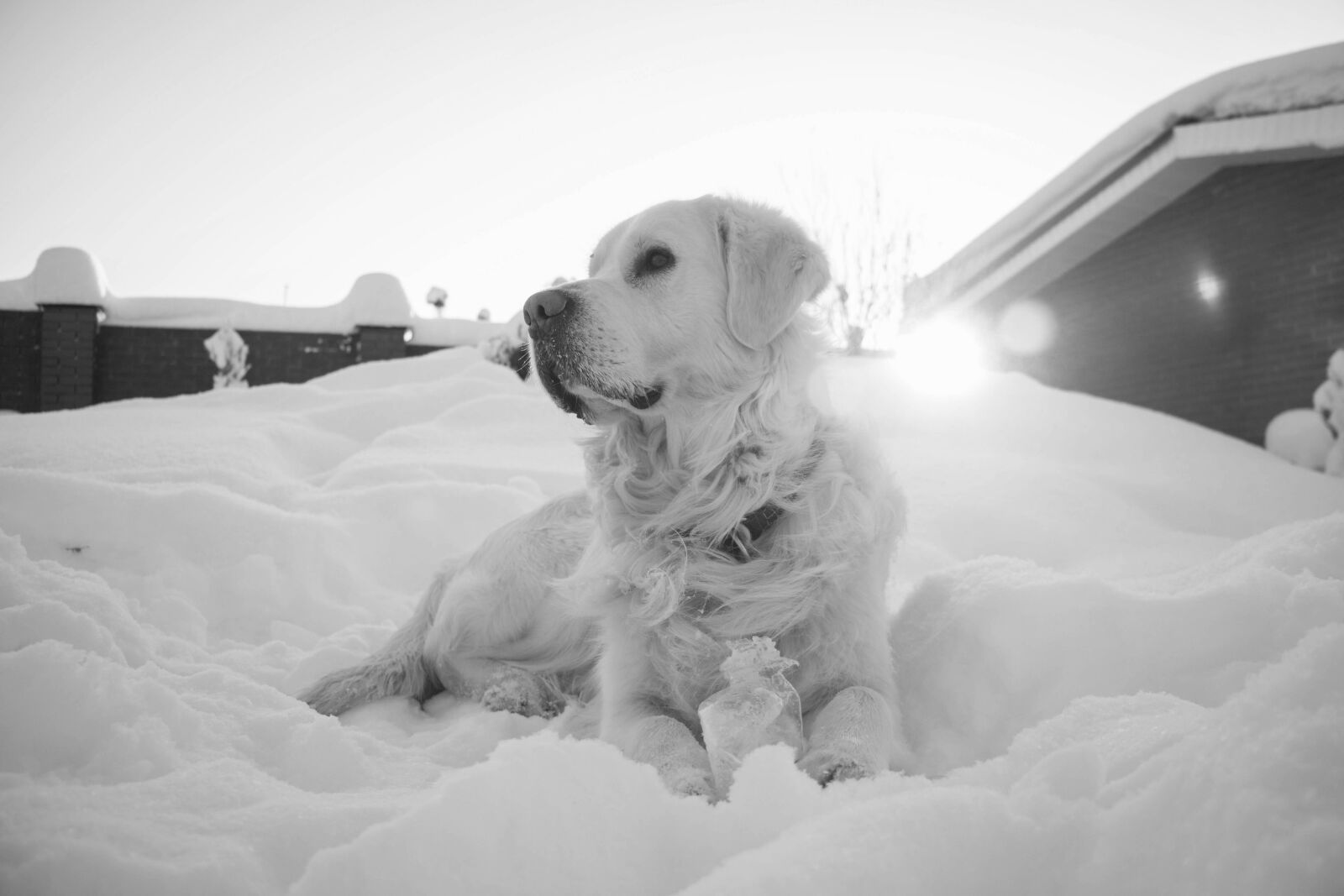 Canon EOS 70D sample photo. Dog, puppy, friend photography