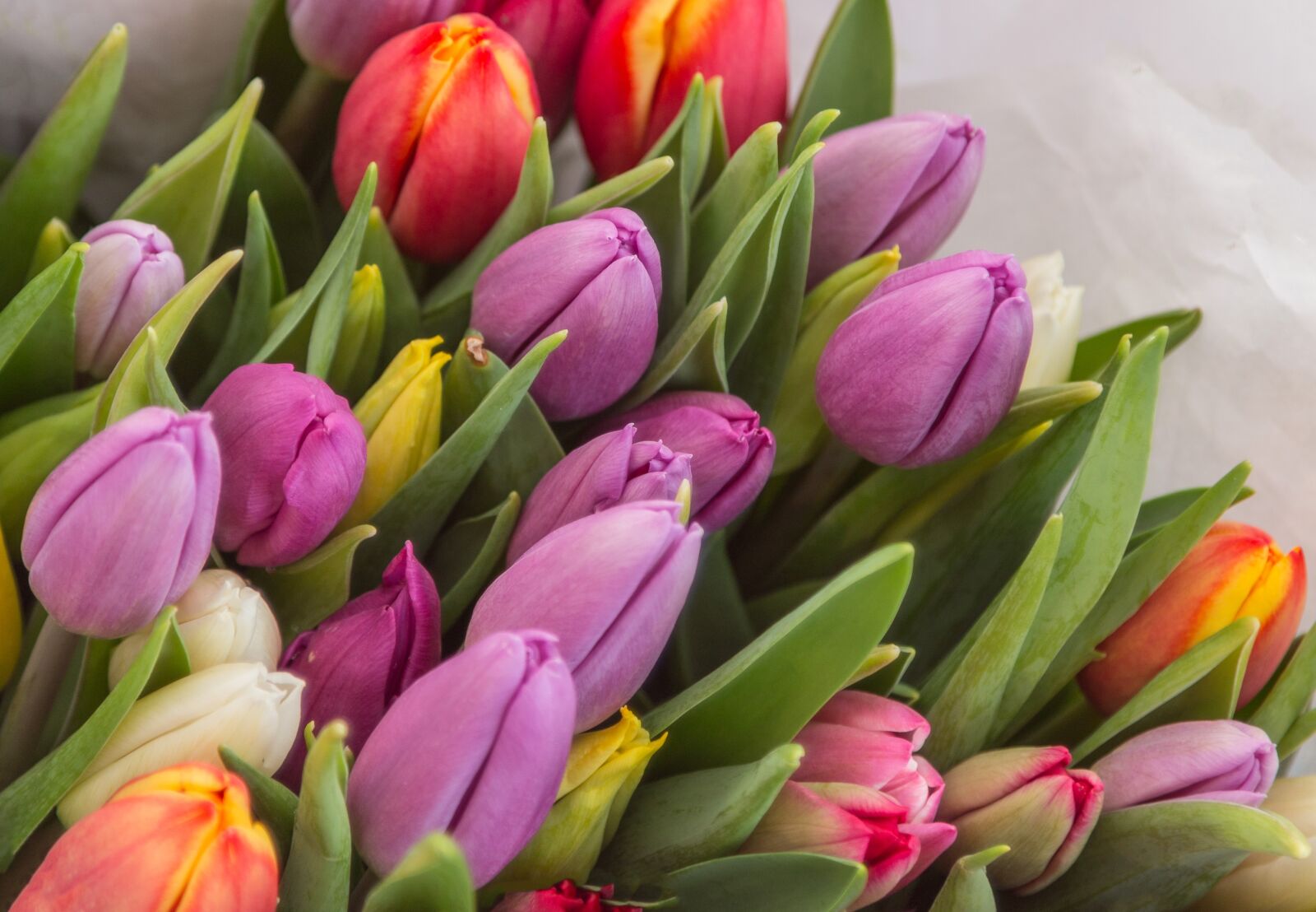 Canon EOS 70D + Canon EF 24-105mm F4L IS USM sample photo. Colorful, tulips, spring photography