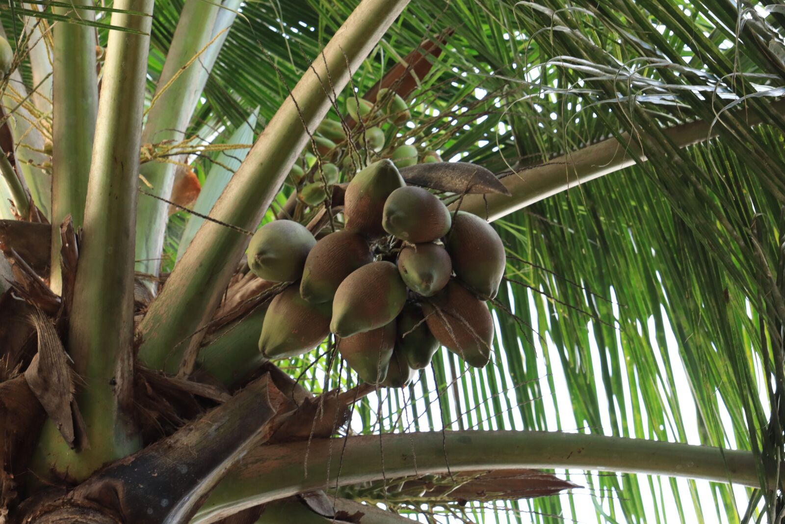 Canon EOS 250D (EOS Rebel SL3 / EOS Kiss X10 / EOS 200D II) sample photo. Kerala, palm tree, coconut photography