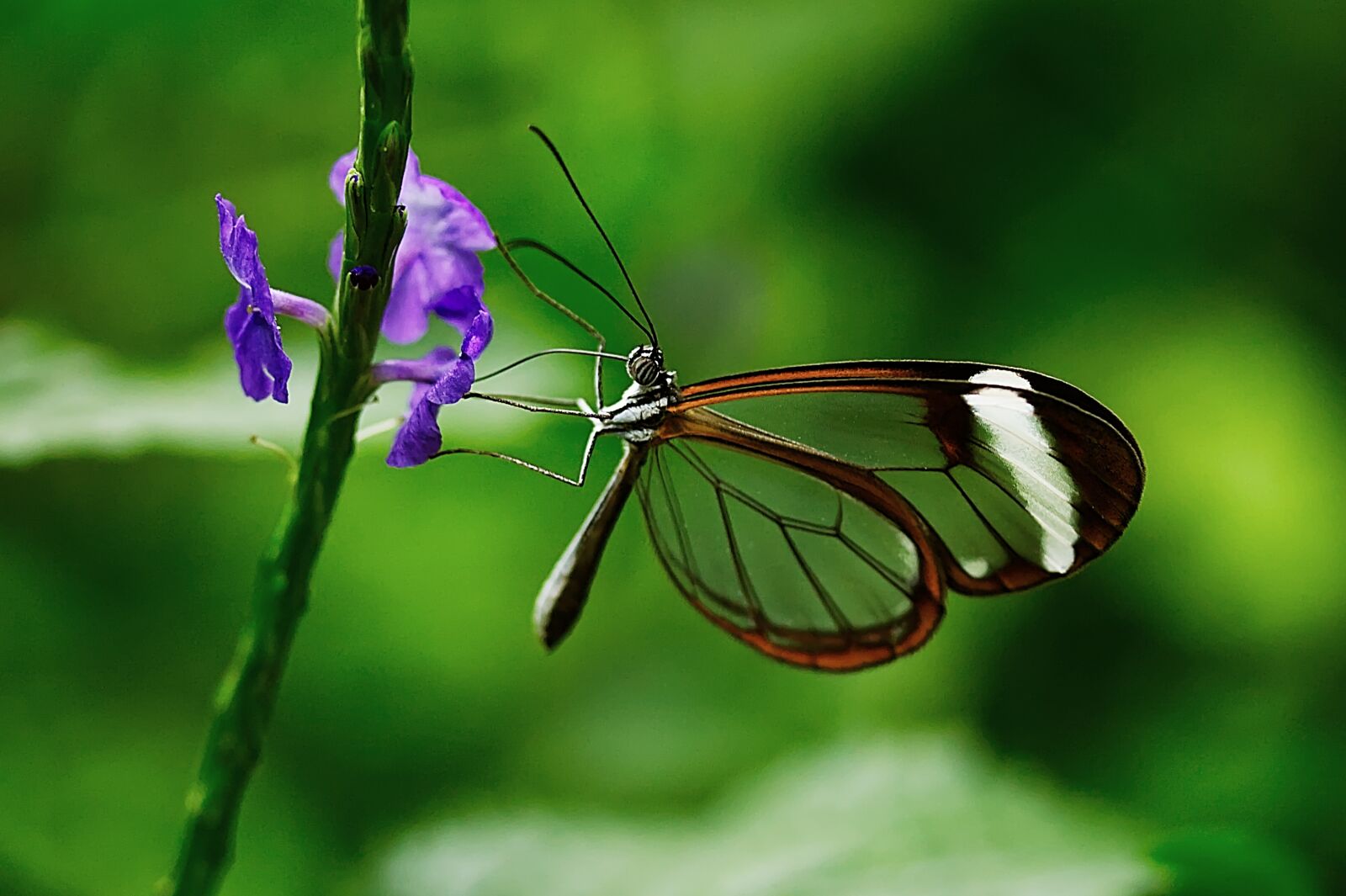 Canon EOS 450D (EOS Rebel XSi / EOS Kiss X2) sample photo. Butterfly, wing, insect photography