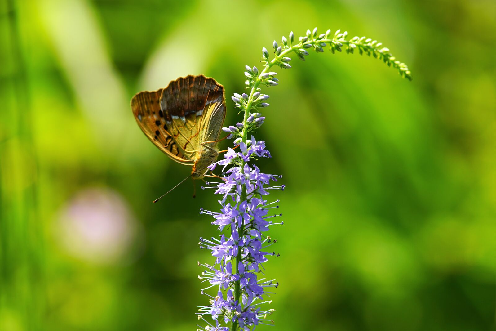 Canon EF 300mm F4L IS USM sample photo. Wildflower, butterfly, mountin photography