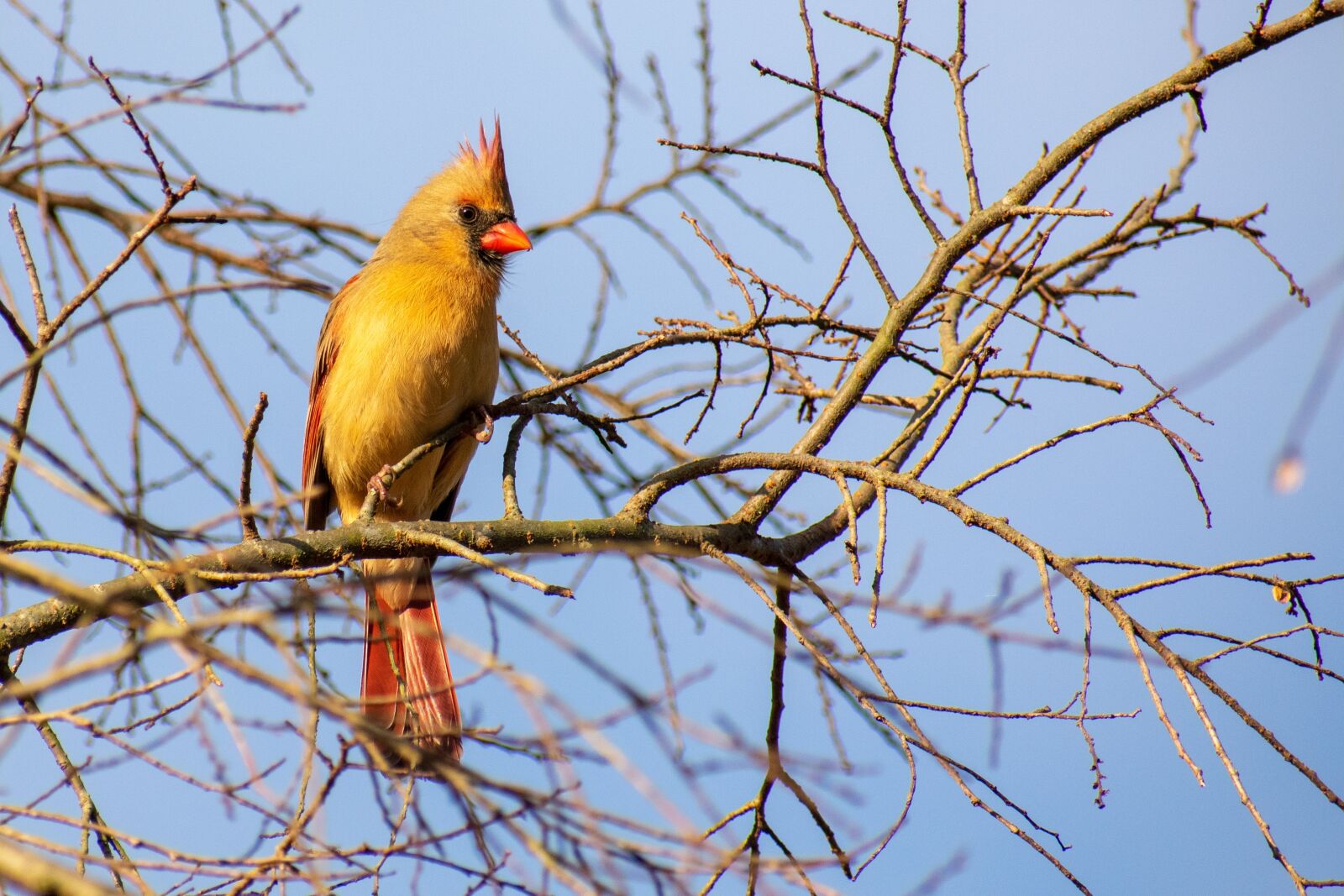 Nikon D3400 sample photo. Bird, red, cardinal photography