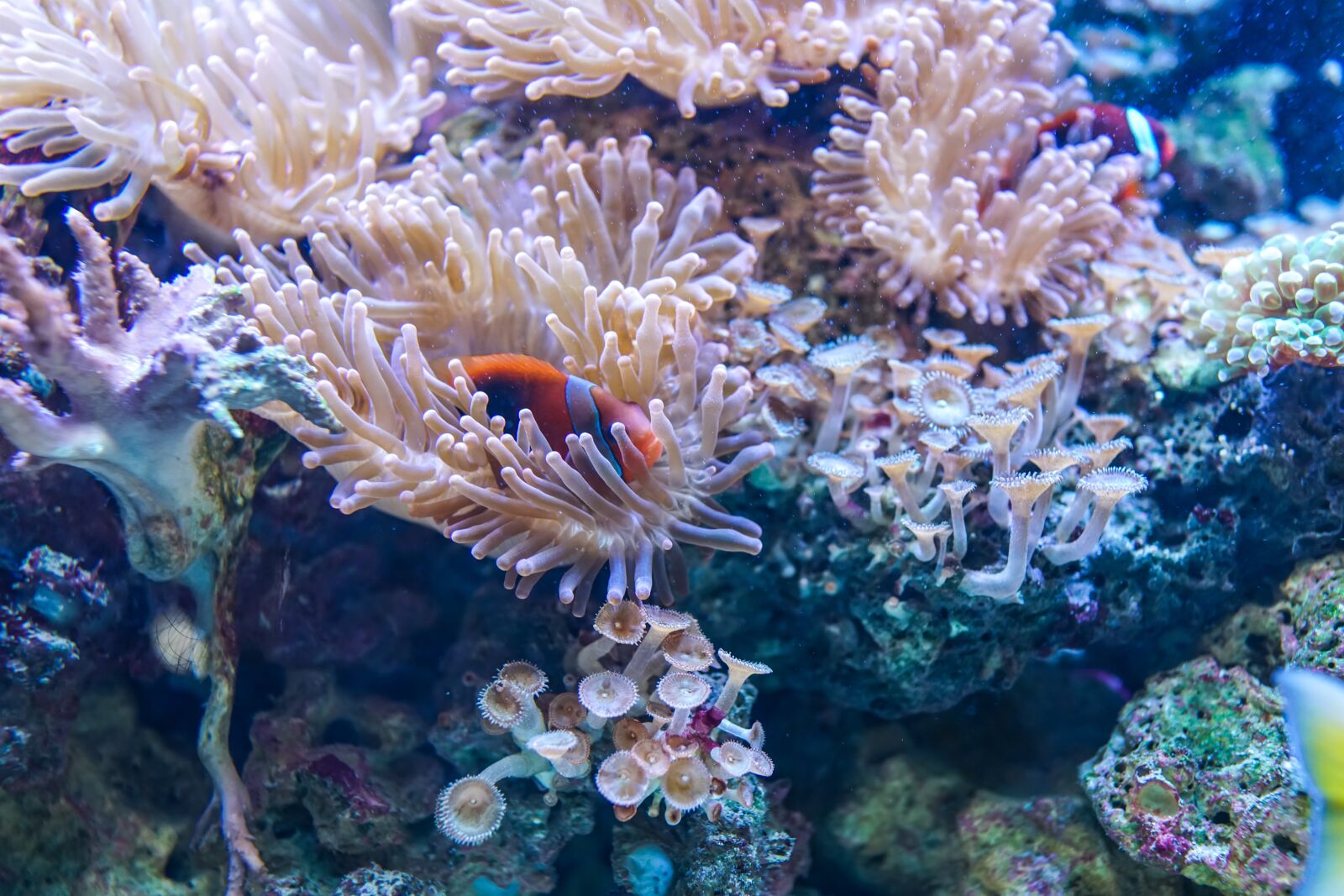 Sony Cyber-shot DSC-RX1R II sample photo. Underwater, coral, reef photography
