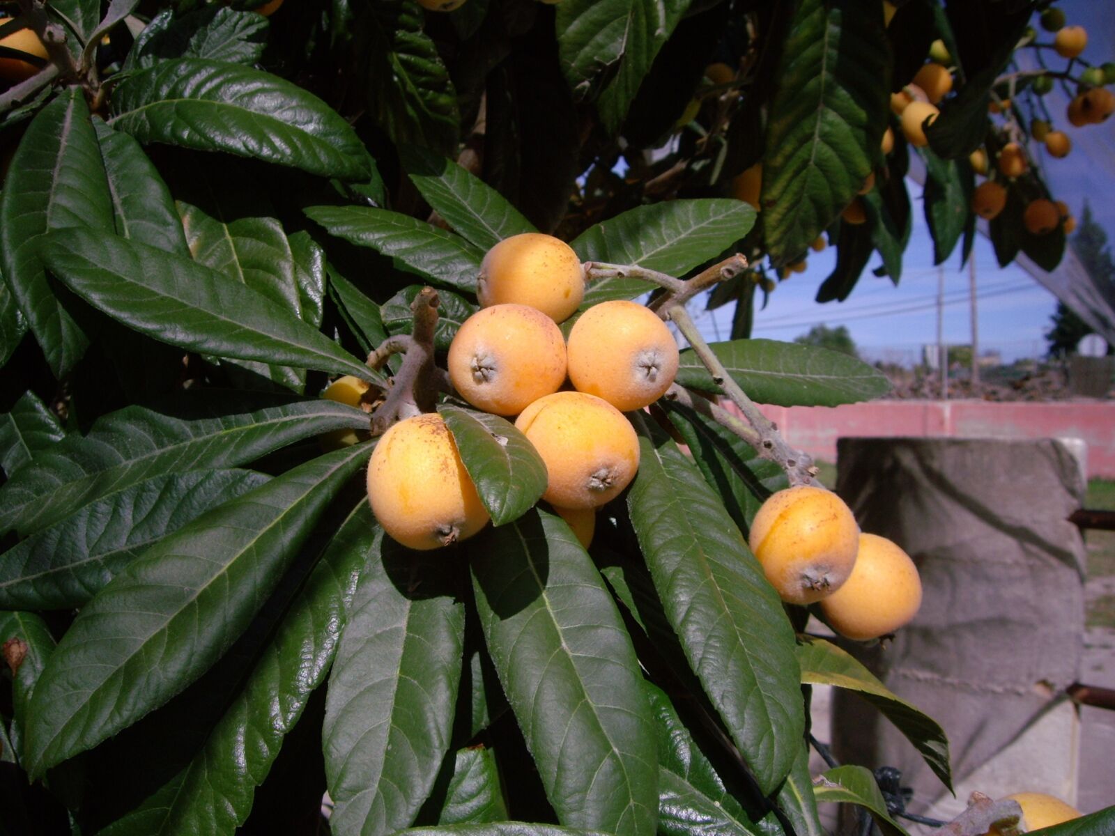 Pentax OPTIO S6 sample photo. Tree, botanical, medlar photography