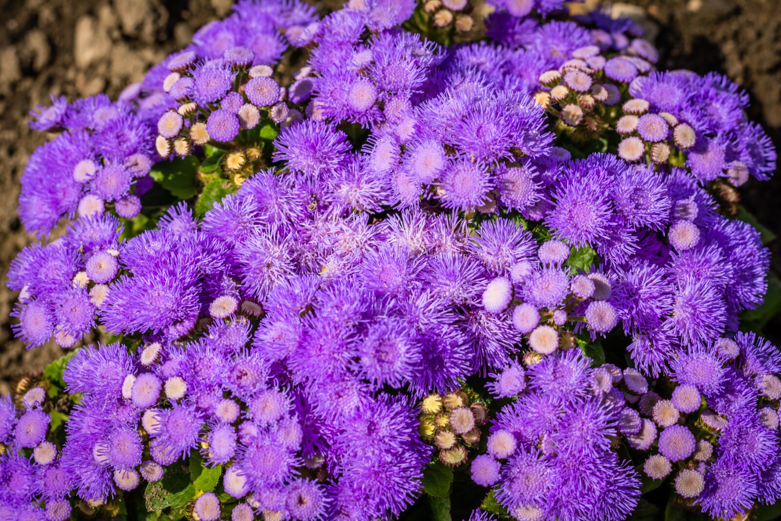 Nikon D7100 sample photo. Purple, flowers, blossom photography