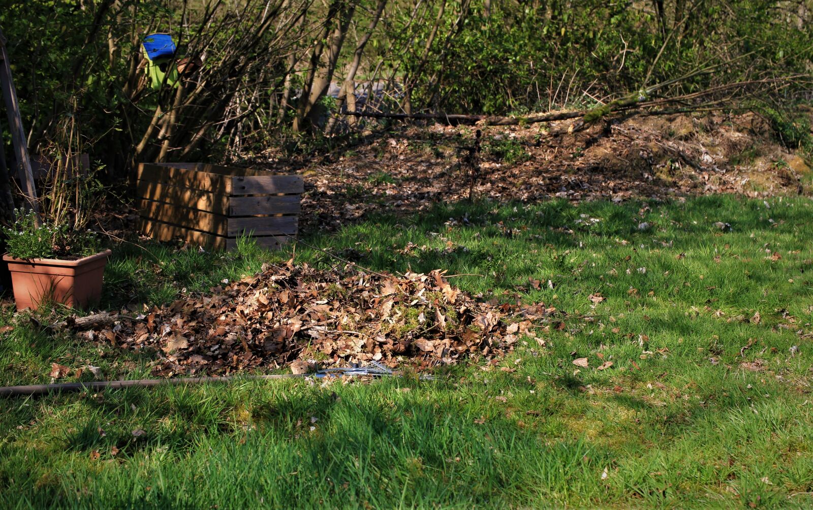 Canon EOS 7D sample photo. Spring, gardening, leaves photography
