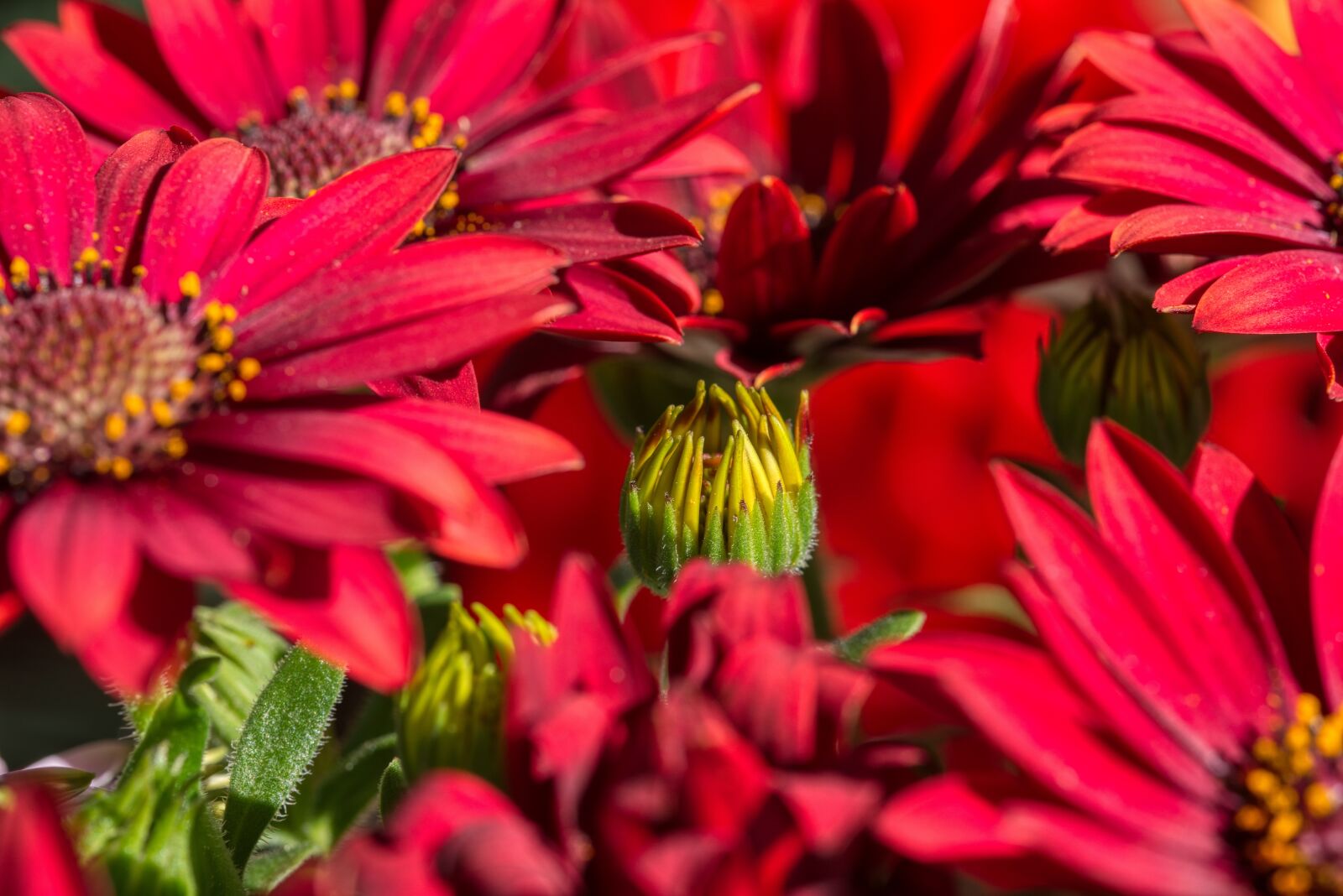 Nikon D750 sample photo. Cape basket, cape daisies photography