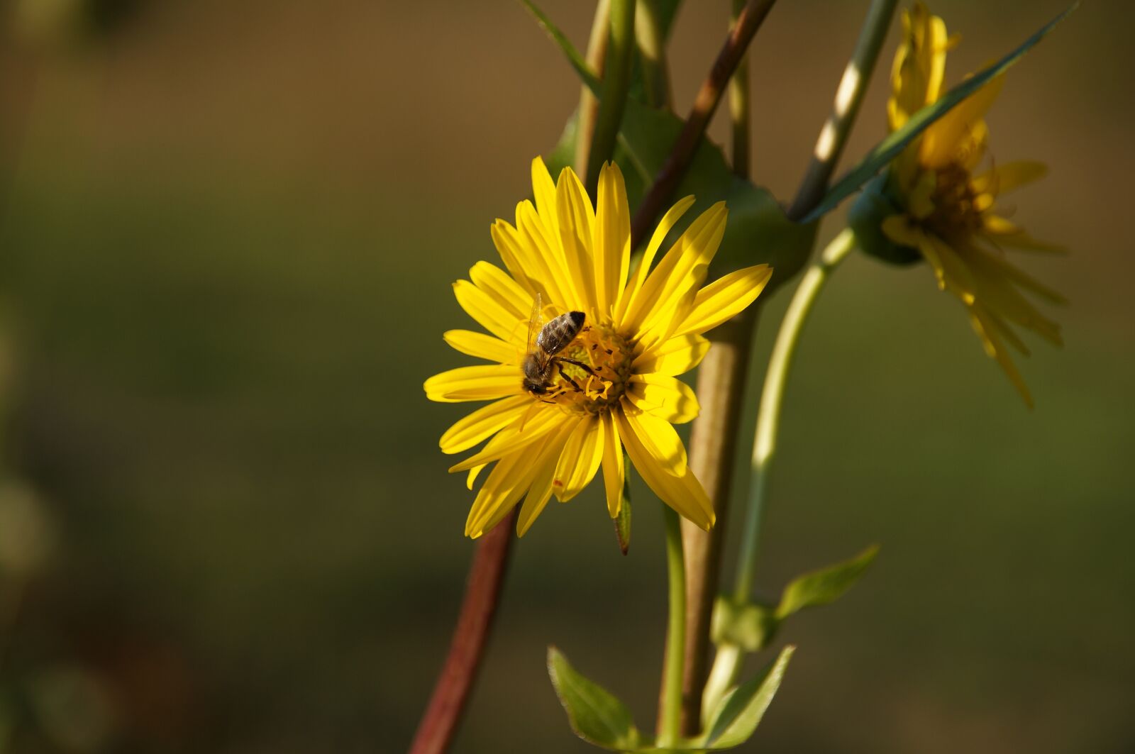 Sony SLT-A57 sample photo. By growing cup plant photography