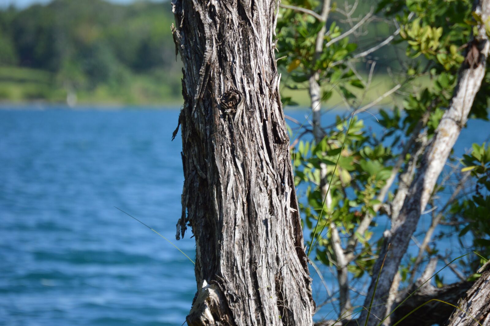 Nikon D3200 sample photo. Bacalar, laguna, water photography