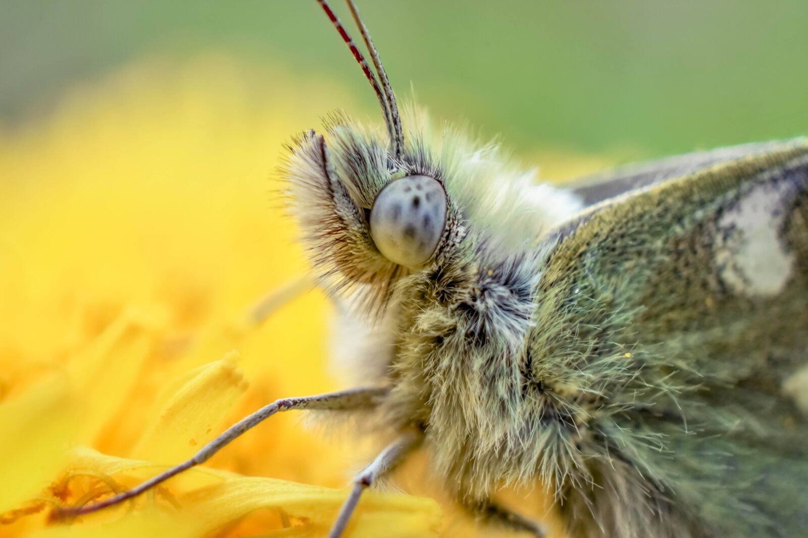 Nikon D7200 sample photo. Macro, insect, green photography