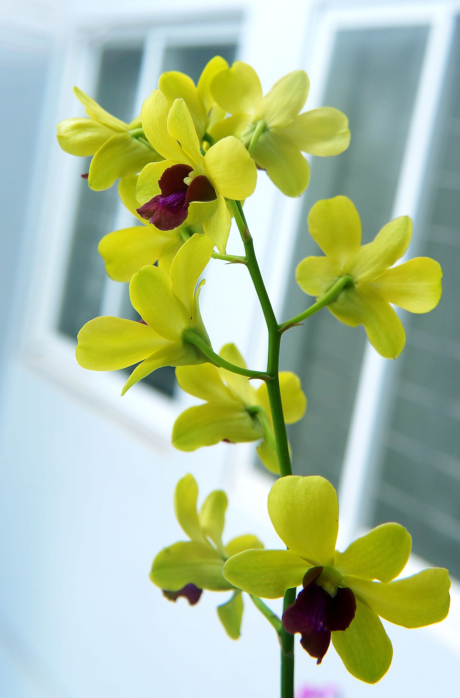 Sony Alpha NEX-F3 + Sony E 18-55mm F3.5-5.6 OSS sample photo. Orchids, spike, yellow photography