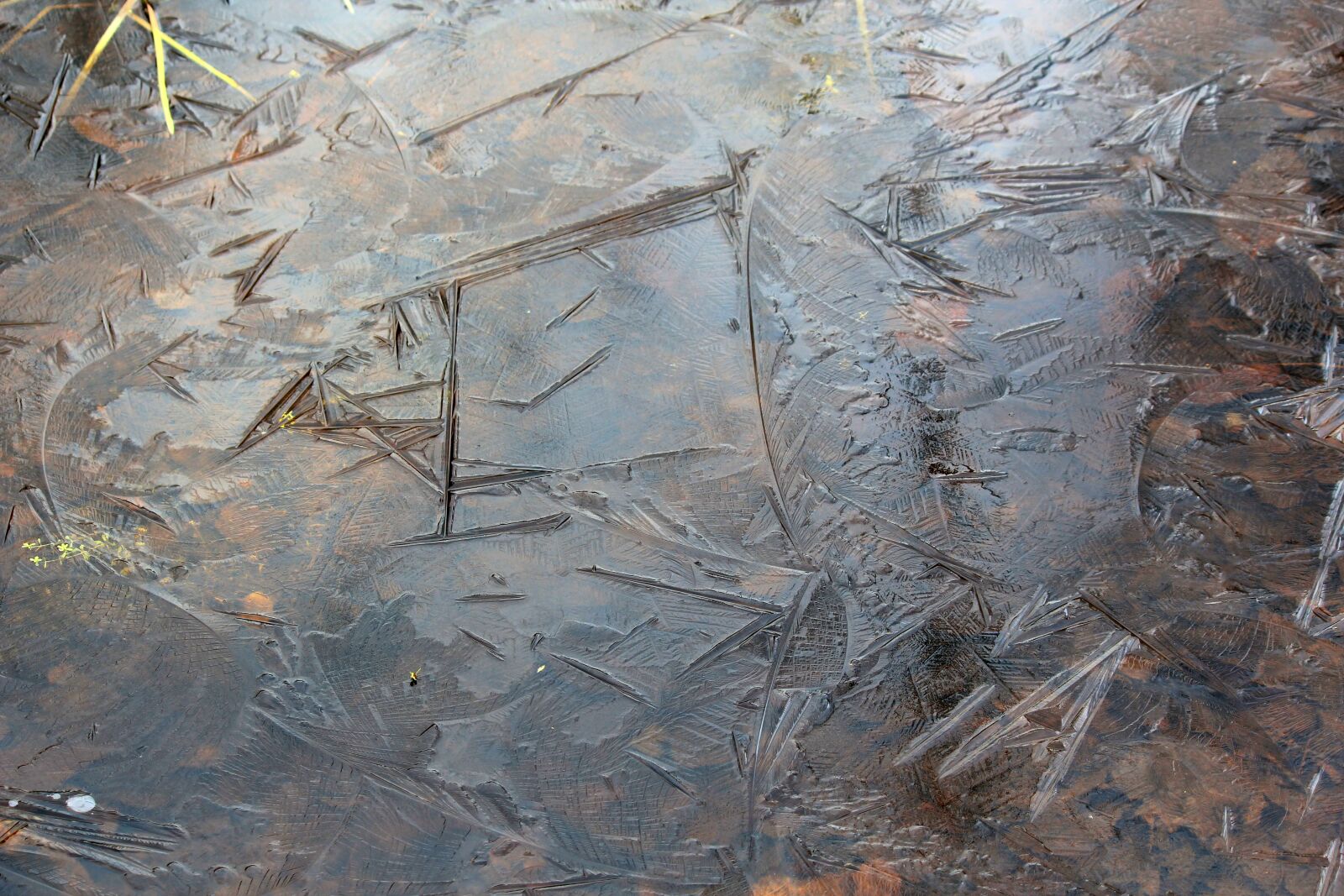 Canon EOS 550D (EOS Rebel T2i / EOS Kiss X4) sample photo. Frost, leaves, frozen photography