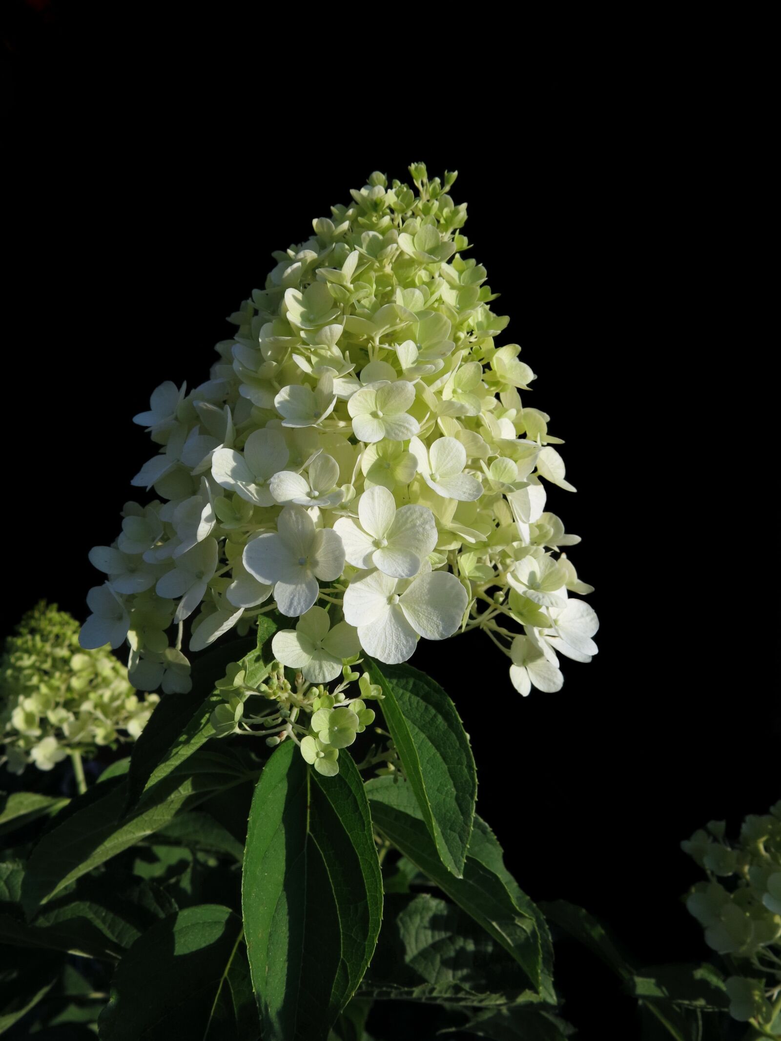 Canon PowerShot G15 sample photo. Panicle hydrangea, cream-white panicles photography