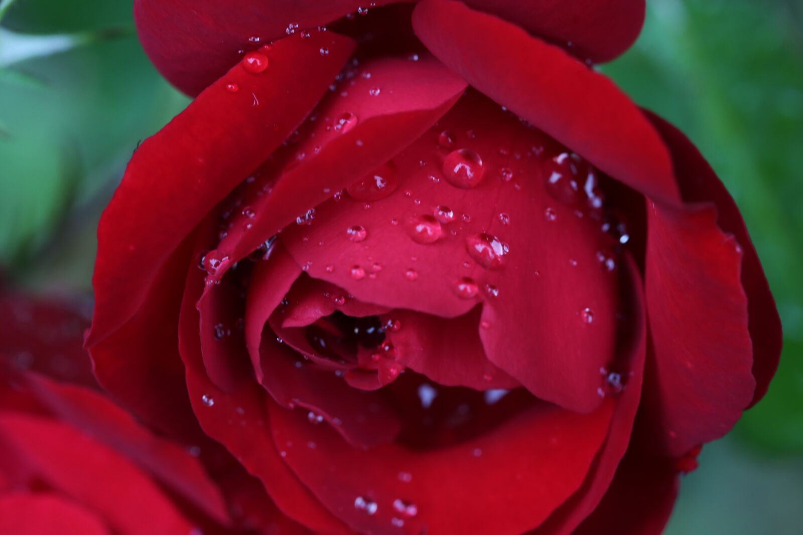 Canon EOS 6D + Canon EF 100mm F2.8 Macro USM sample photo. Red rose, lily marlene photography