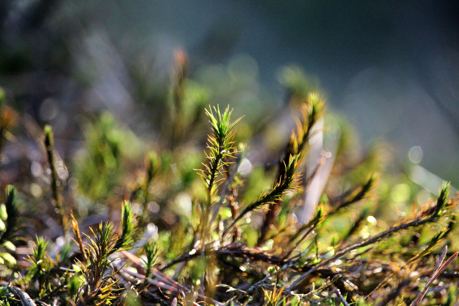 Canon EF-S 55-250mm F4-5.6 IS STM sample photo. Moss, forest, spring photography