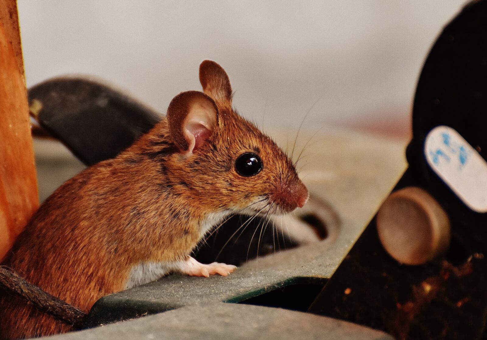 Nikon D7200 sample photo. Mouse, rodent, cute photography