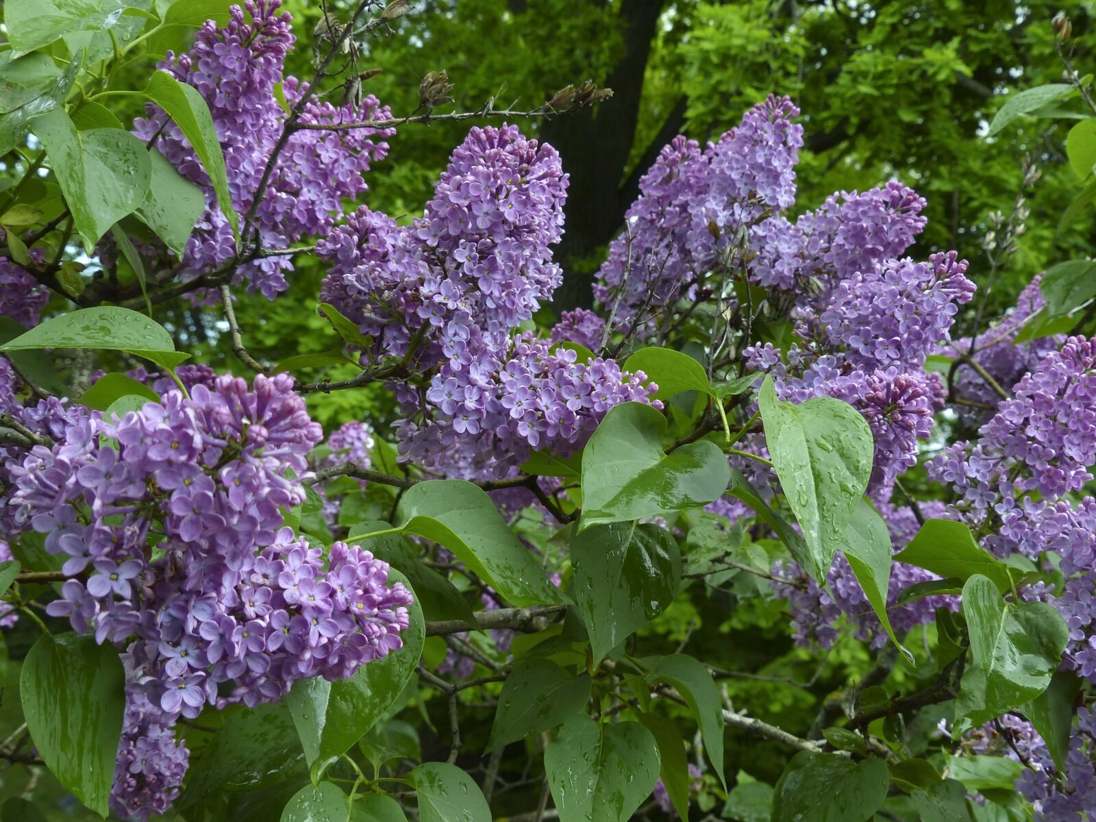 Panasonic Lumix DMC-FZ200 sample photo. Lilac, bloom, rain photography