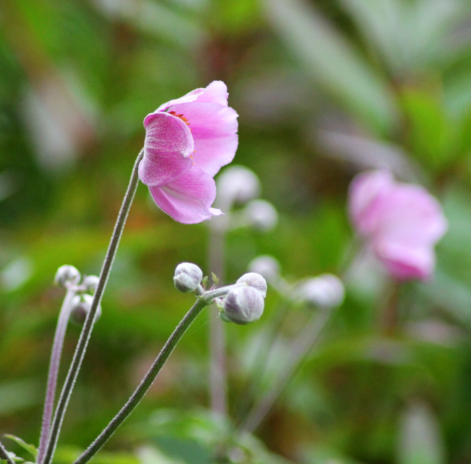 Canon EOS 1100D (EOS Rebel T3 / EOS Kiss X50) sample photo. Harvest anemone, perennial, pink photography