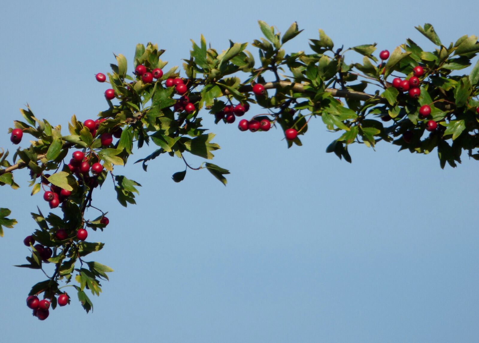 Panasonic DMC-FZ72 sample photo. Berries, red, wild photography