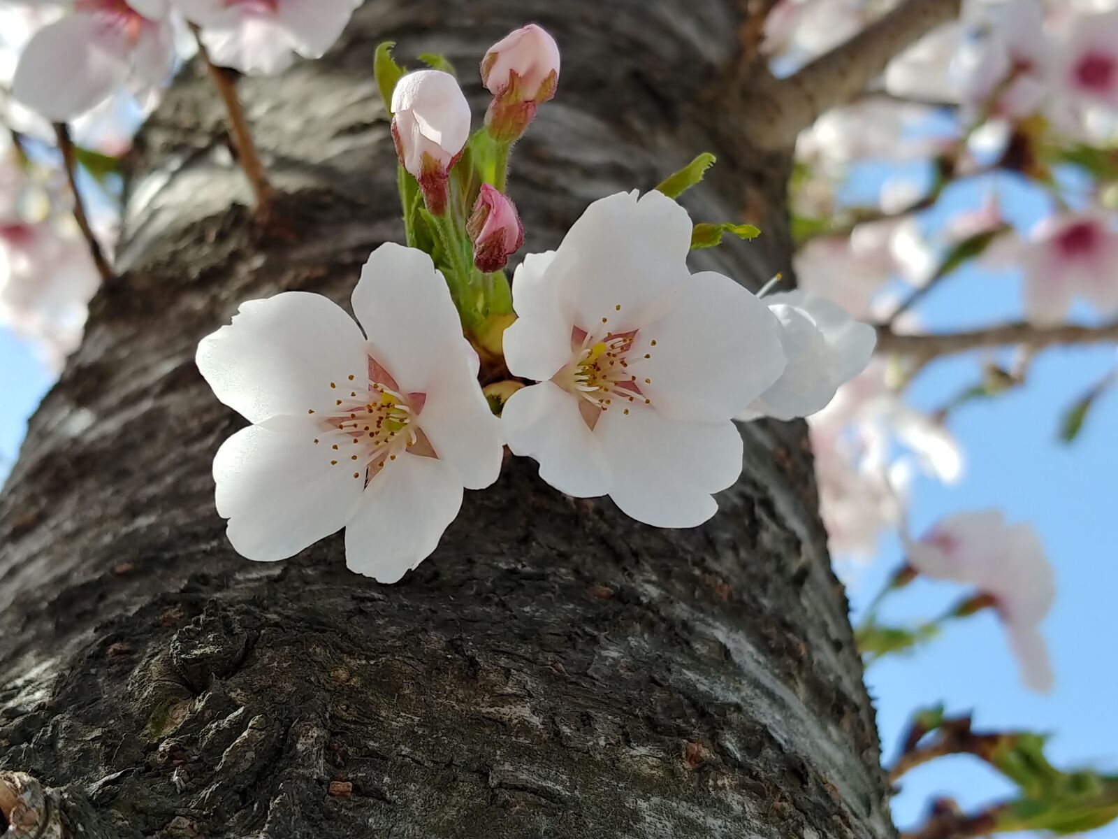 LG M-V300L sample photo. Flower, spring, cherry blossom photography