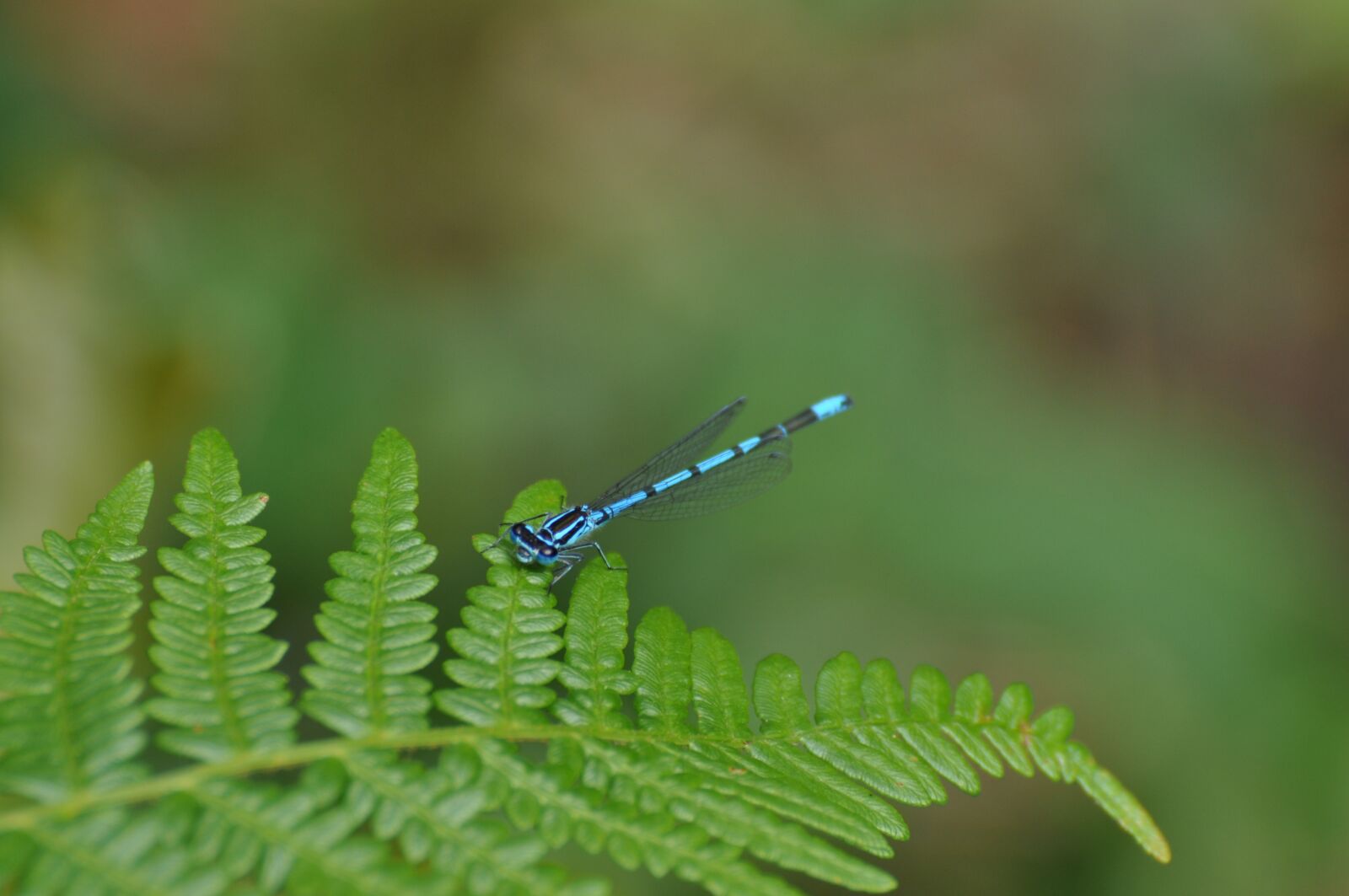 Nikon D5000 sample photo. Leaf, nature, plant photography
