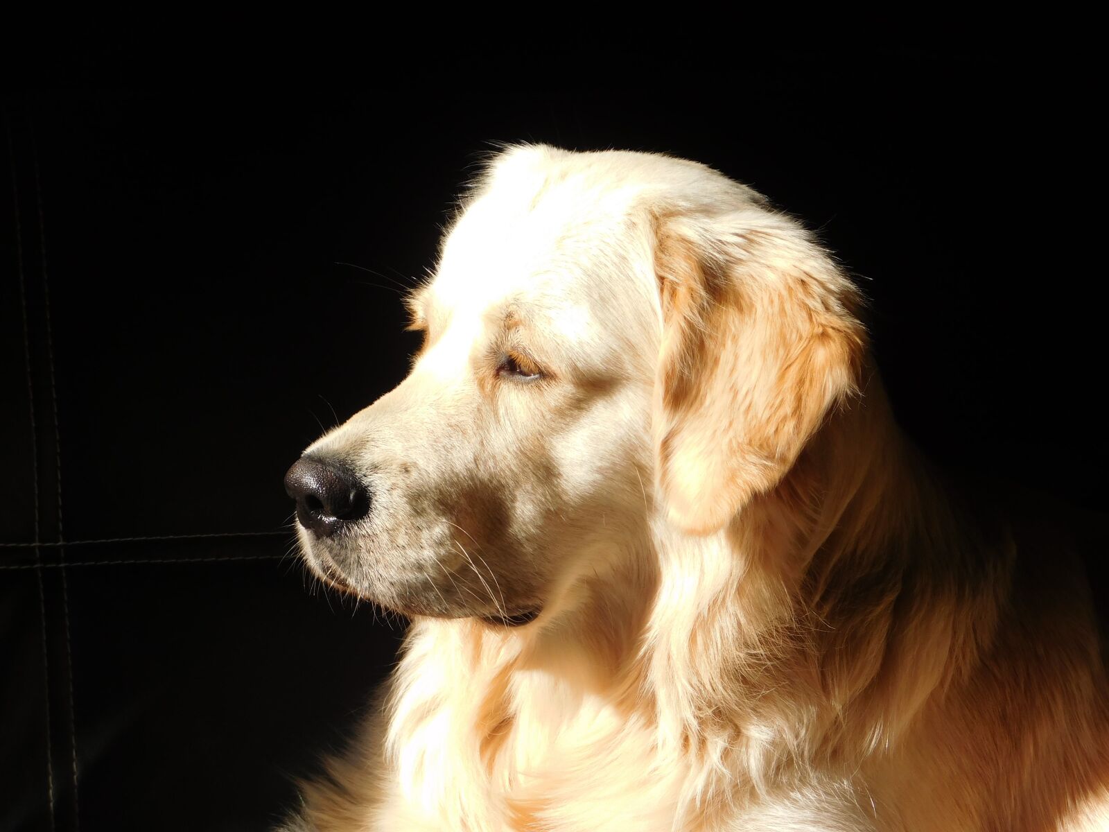 Nikon Coolpix L840 sample photo. Dog, golden, pet photography