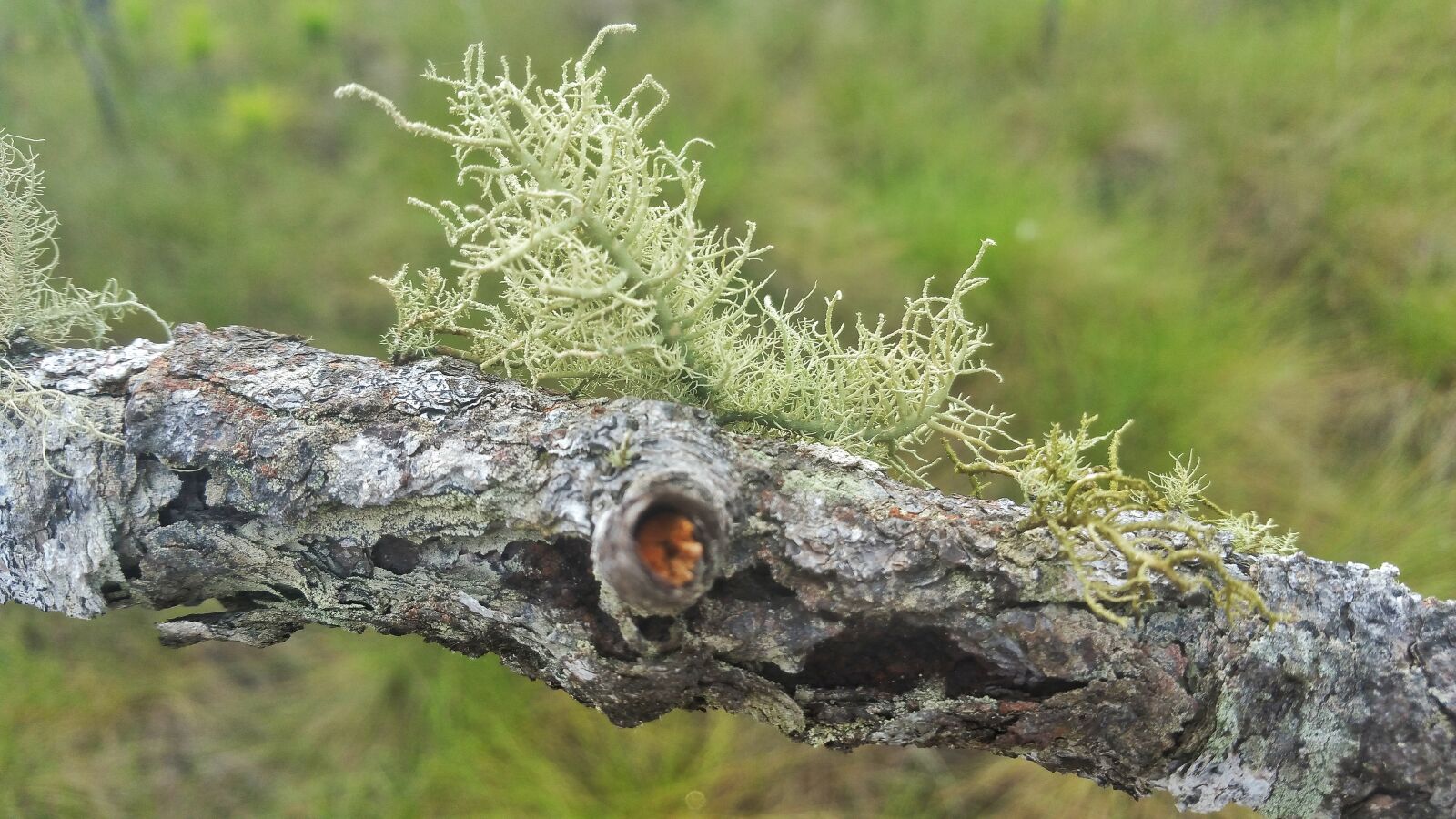 Samsung Galaxy Note4 sample photo. Nature, tree, outdoors photography