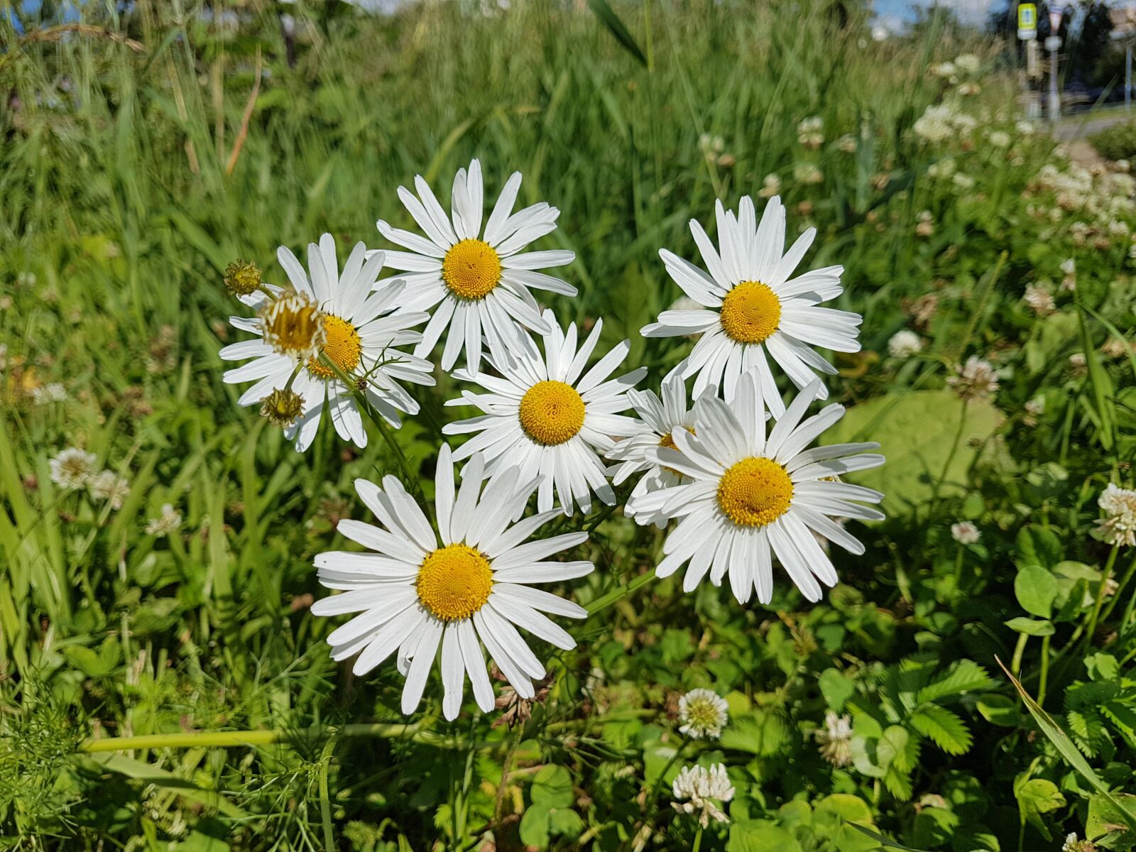 Samsung Galaxy S7 Edge sample photo. Flower, chamomile, beautiful photography