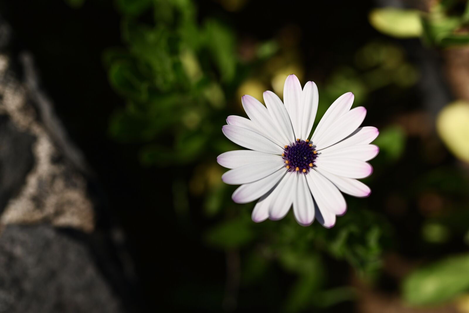 Nikon Nikkor Z 35mm F1.8 S sample photo. Marguerite, flower, blossom photography