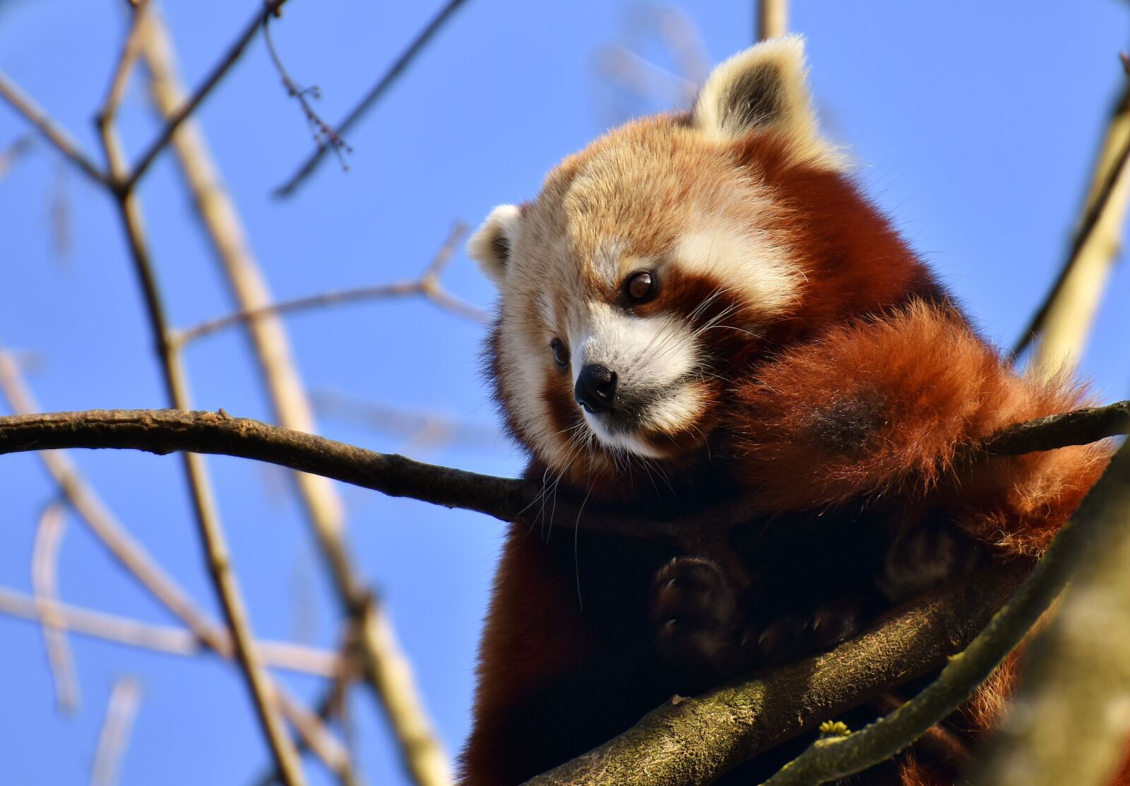 Nikon D7200 sample photo. Panda, red panda, bear photography
