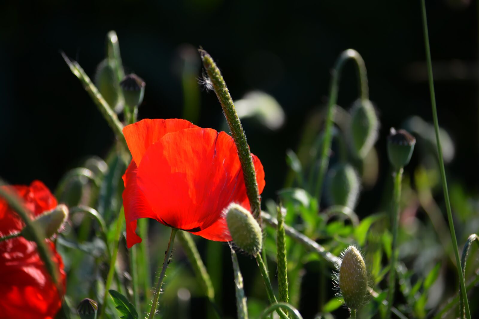 Nikon D5200 sample photo. Mack, field, summer photography