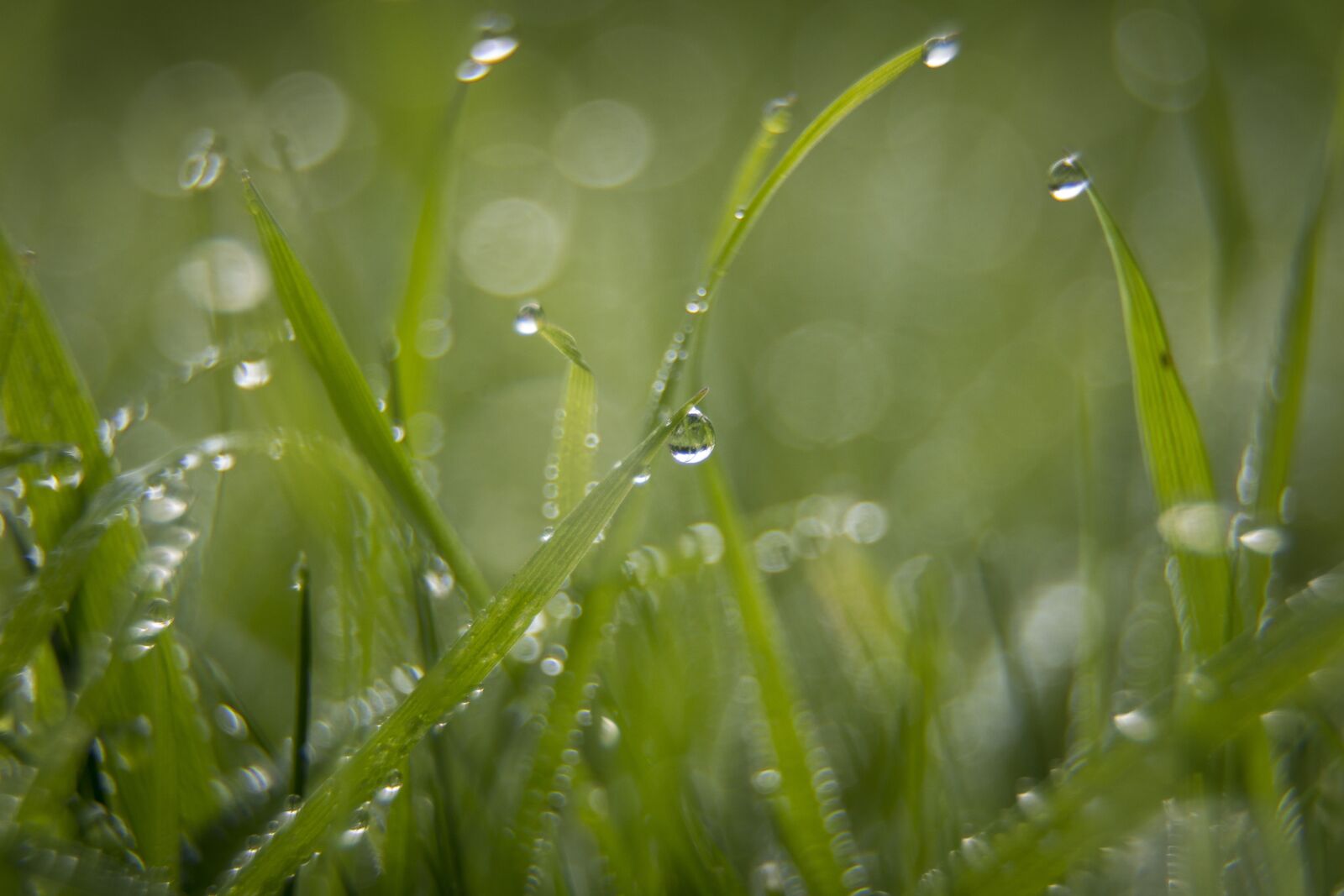 Sony a6000 + Sony E PZ 18-105mm F4 G OSS sample photo. Drip, grass, wet photography