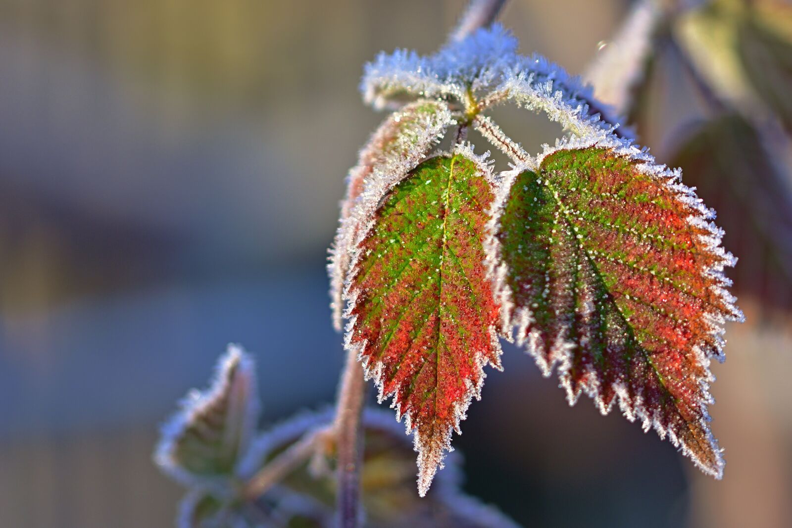 Nikon D5200 sample photo. Hoarfrost, frost, leaves photography