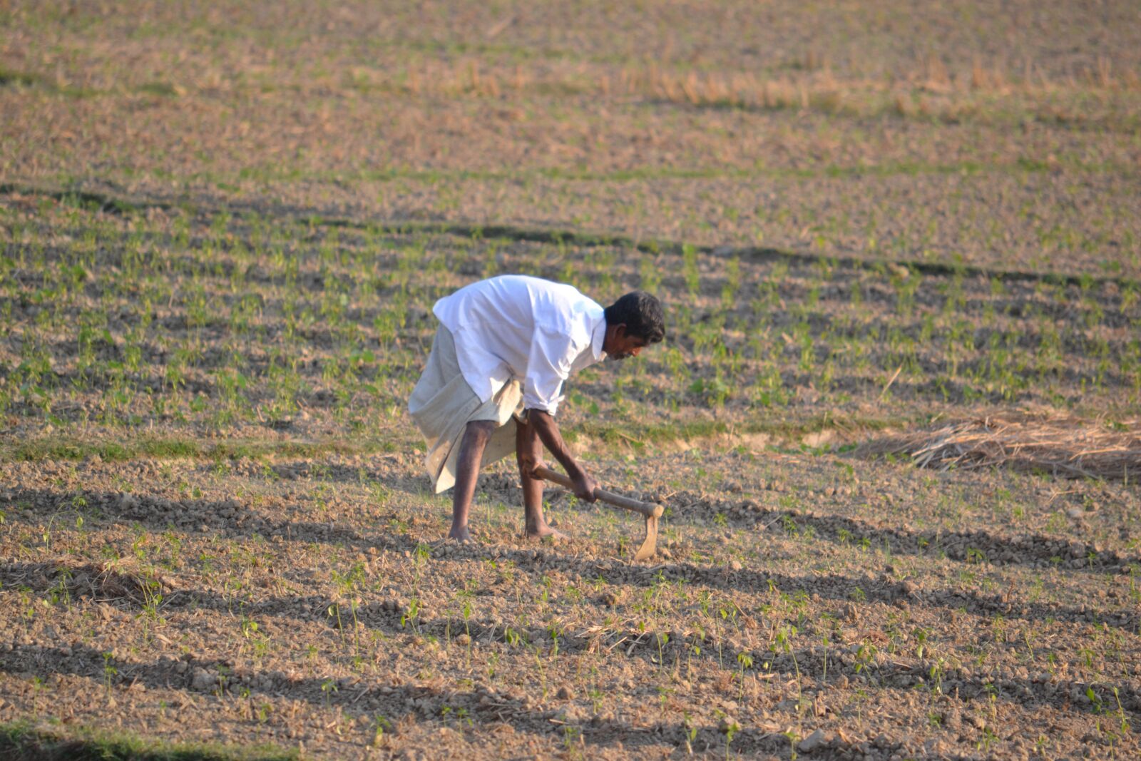 Nikon D3100 sample photo. Farmer, bangladesh, plant photography