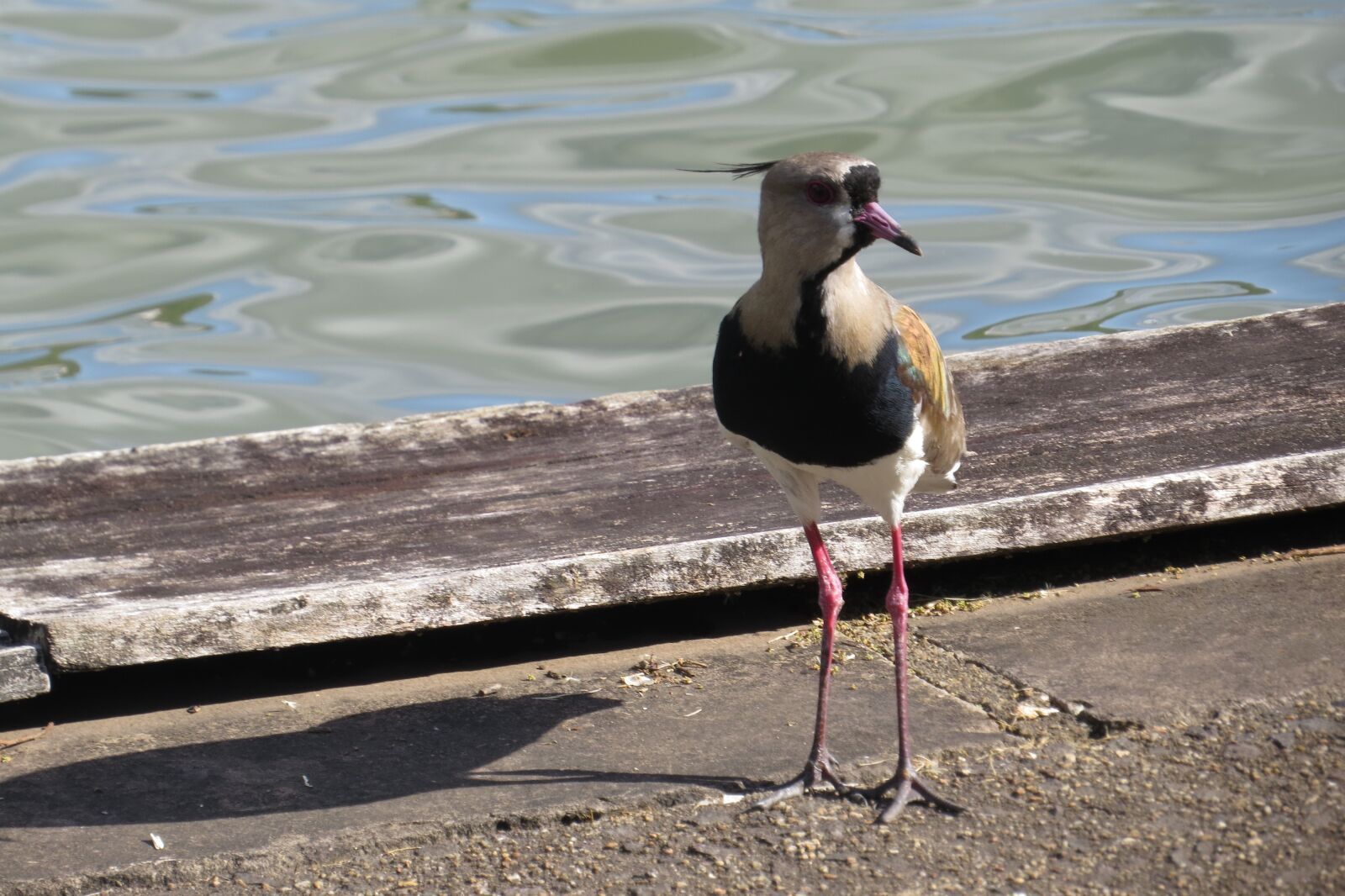 Canon PowerShot SX50 HS sample photo. Birds, body of water photography