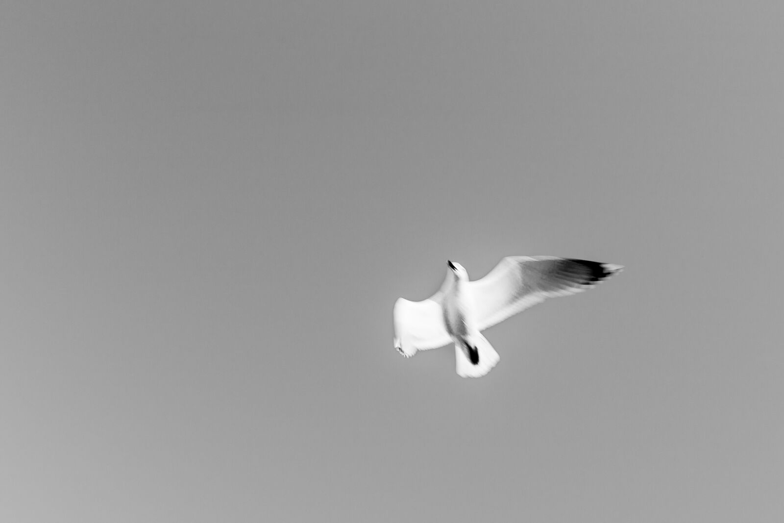 Canon EF 24-105mm F4L IS USM sample photo. Bird, fly photography
